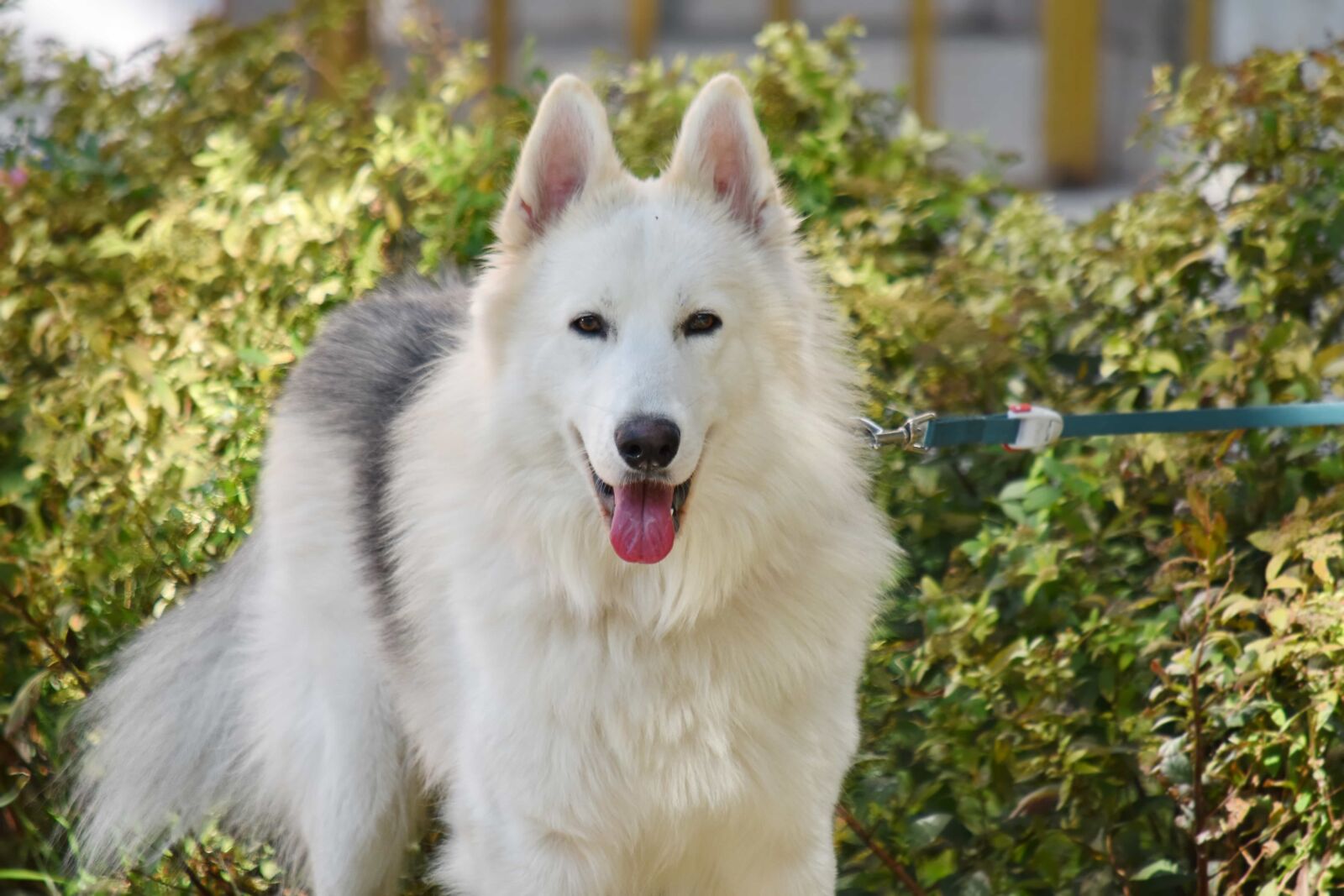Nikon D5500 sample photo. Adorable, husky, leash, portrait photography