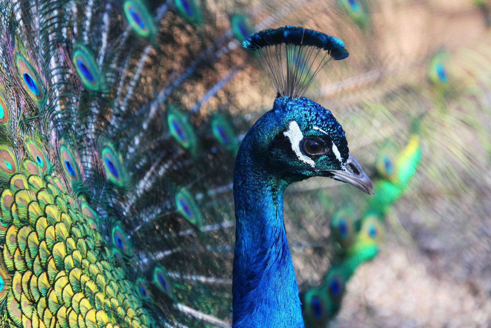 Canon EOS 700D (EOS Rebel T5i / EOS Kiss X7i) sample photo. Peacock, animal, feather photography