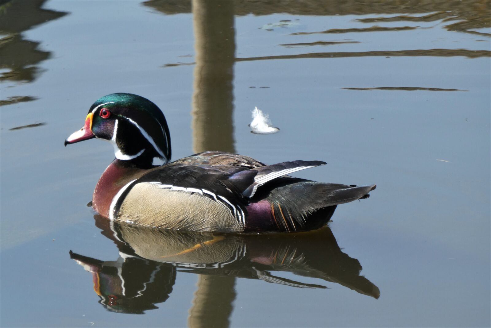 Panasonic Lumix DC-ZS70 (Lumix DC-TZ90) sample photo. Wood duck, duck, waterfowl photography
