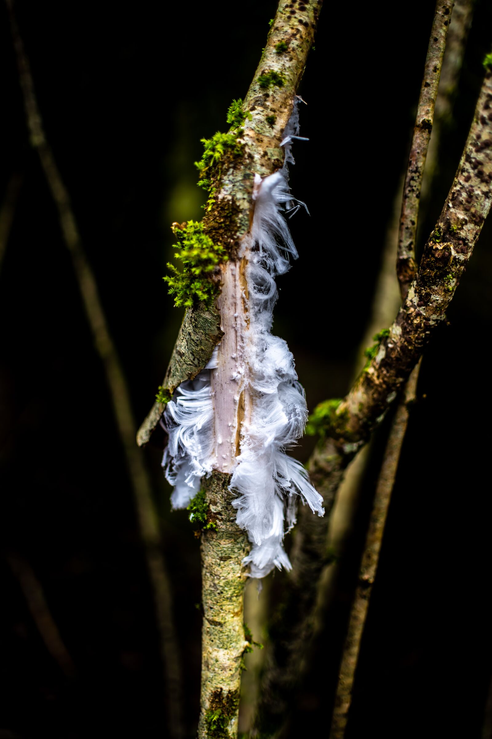 Nikon D850 sample photo. Tree, gel, cold photography