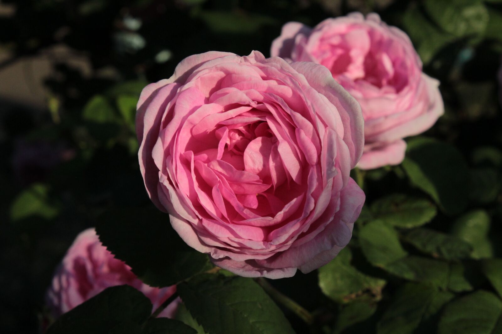Canon EOS 1200D (EOS Rebel T5 / EOS Kiss X70 / EOS Hi) sample photo. Pink rose, shrub, bloom photography