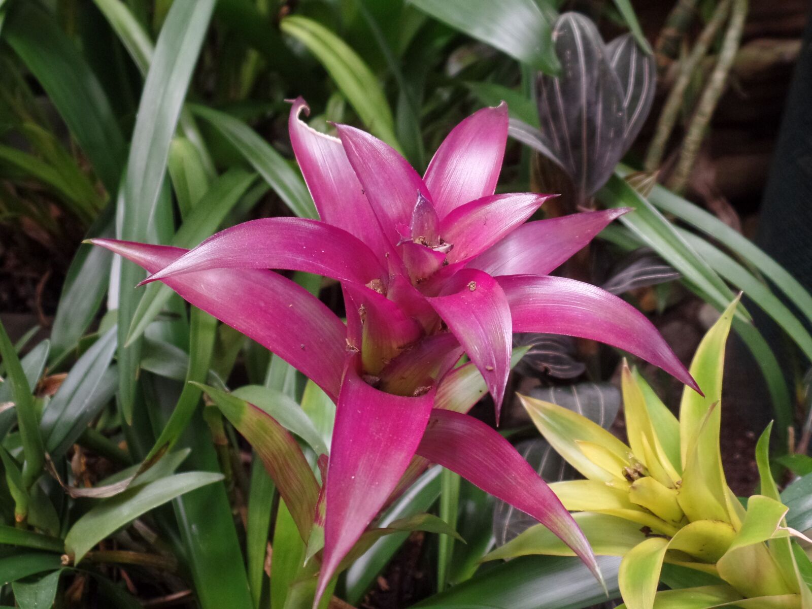 Samsung WB350F/WB351F/WB352F sample photo. Flower, tropical, magenta photography