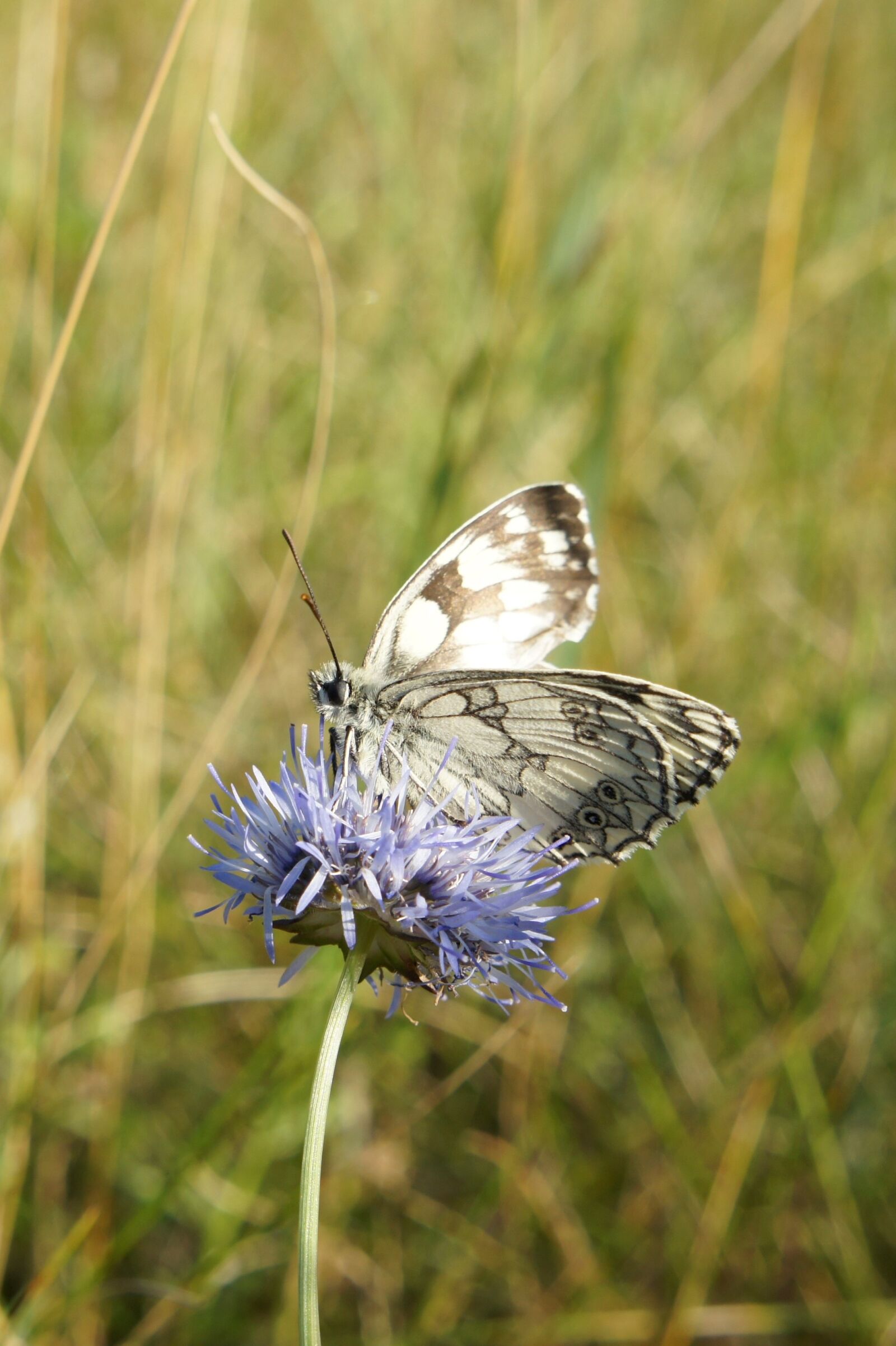 Sony Alpha NEX-3 + Sony E 18-55mm F3.5-5.6 OSS sample photo. Butterfly, nature, close up photography