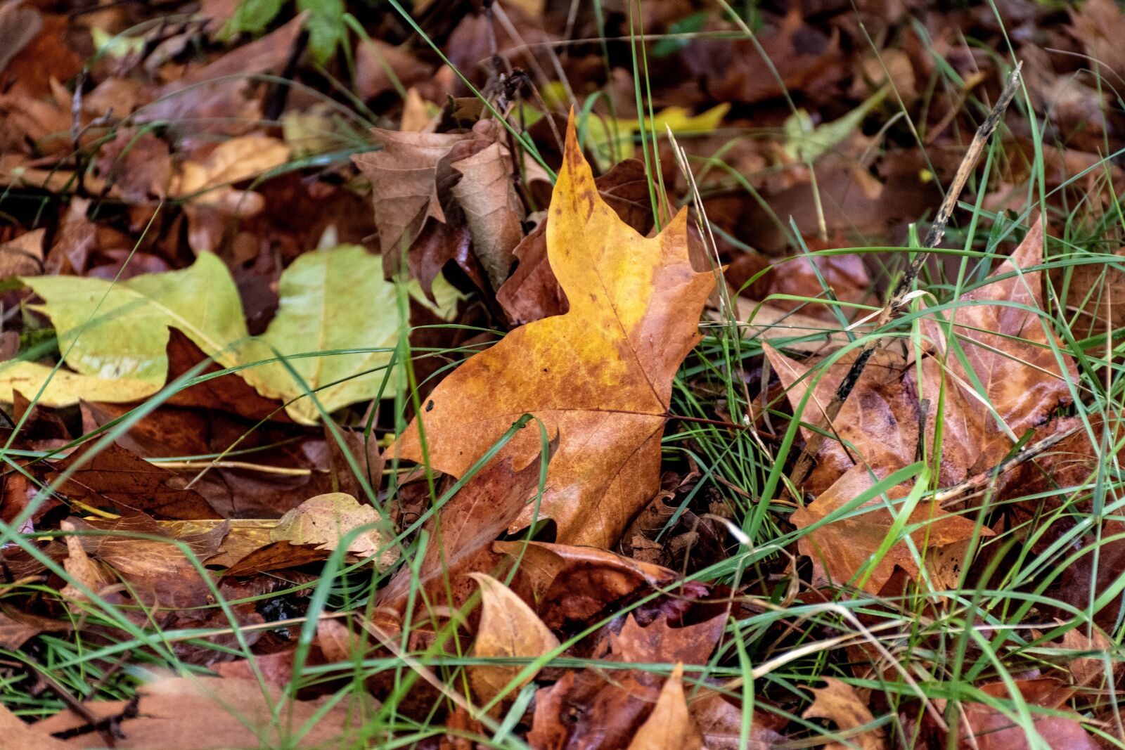 Nikon D5600 sample photo. Fallen leaves, fall foliage photography