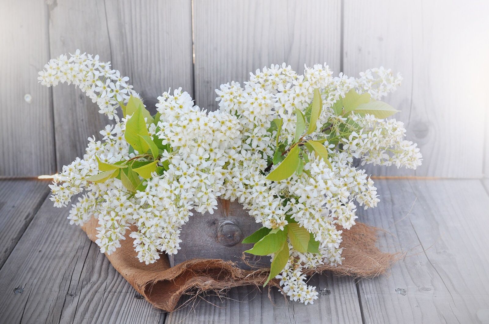 Nikon D90 sample photo. Lilac, flowers, white photography
