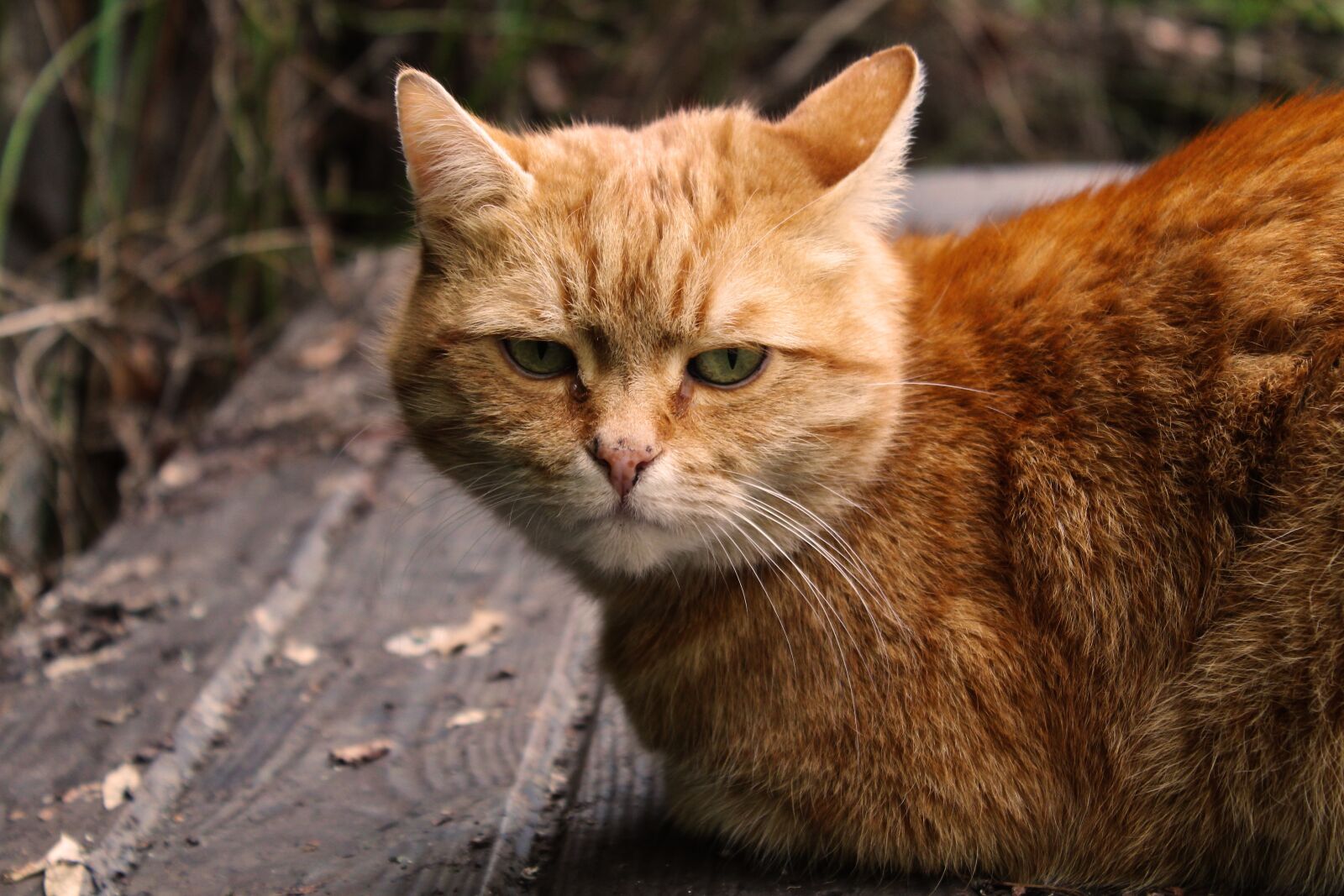 Canon EOS 1300D (EOS Rebel T6 / EOS Kiss X80) sample photo. Cat, cat face, pet photography