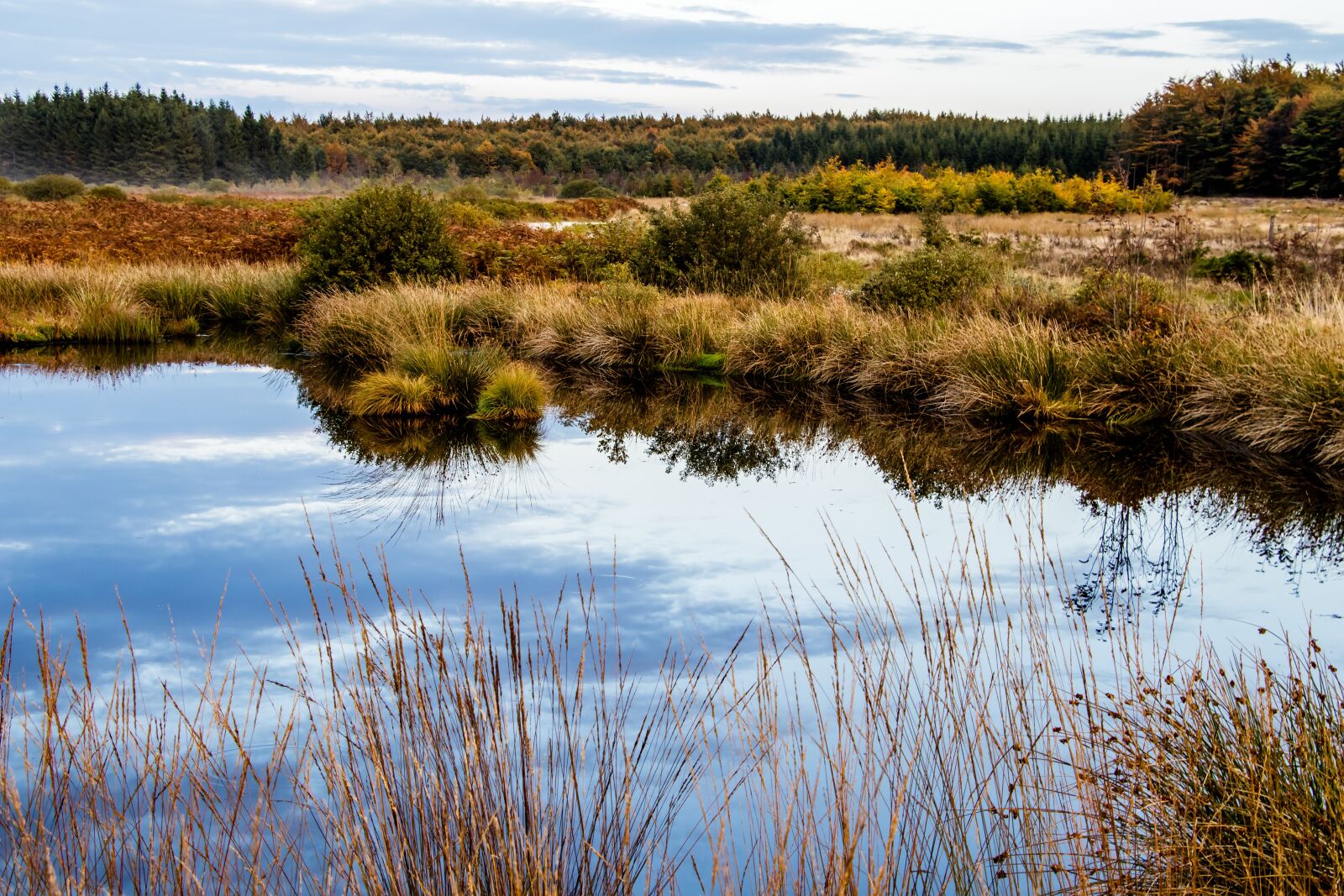 Canon EOS 80D sample photo. Moor, swamp, landscape photography