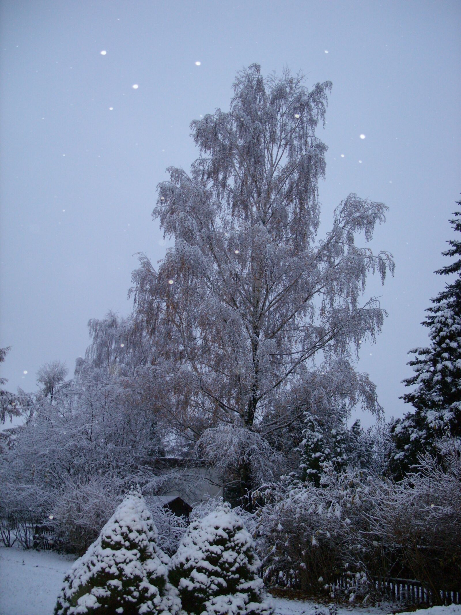 Samsung S850 sample photo. Tree, snow, winter photography