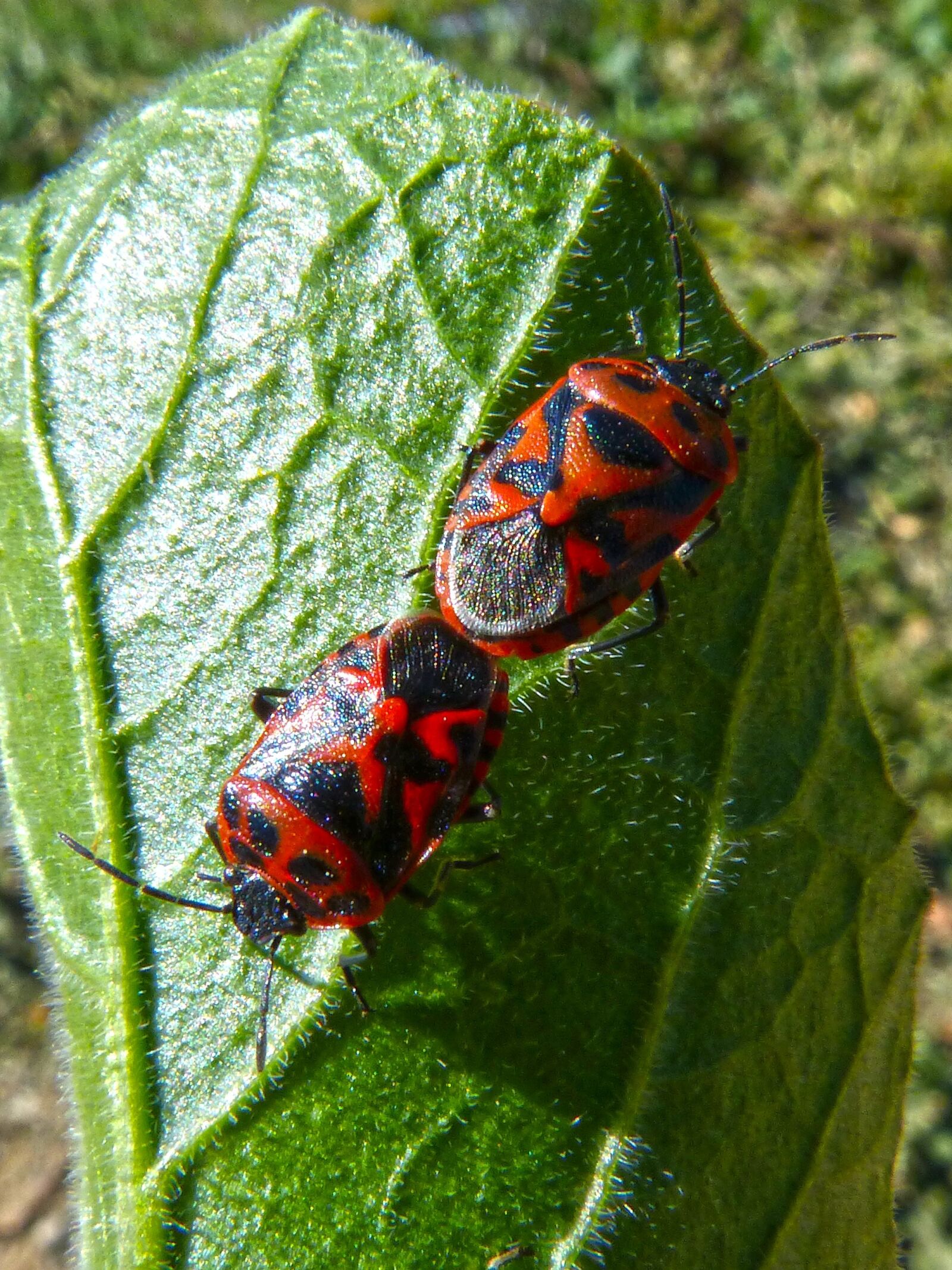 Panasonic DMC-FZ62 sample photo. Eurydema ornata, red bug photography