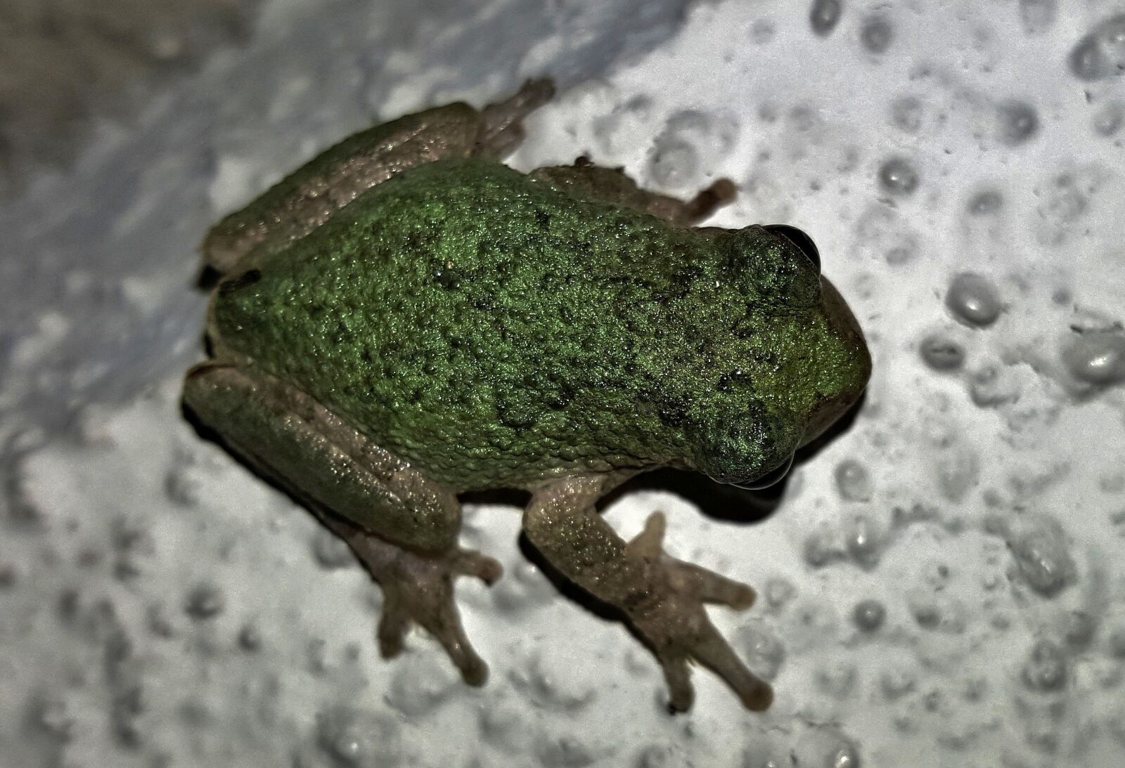 Samsung Galaxy Note5 sample photo. Frog, gray tree frog photography