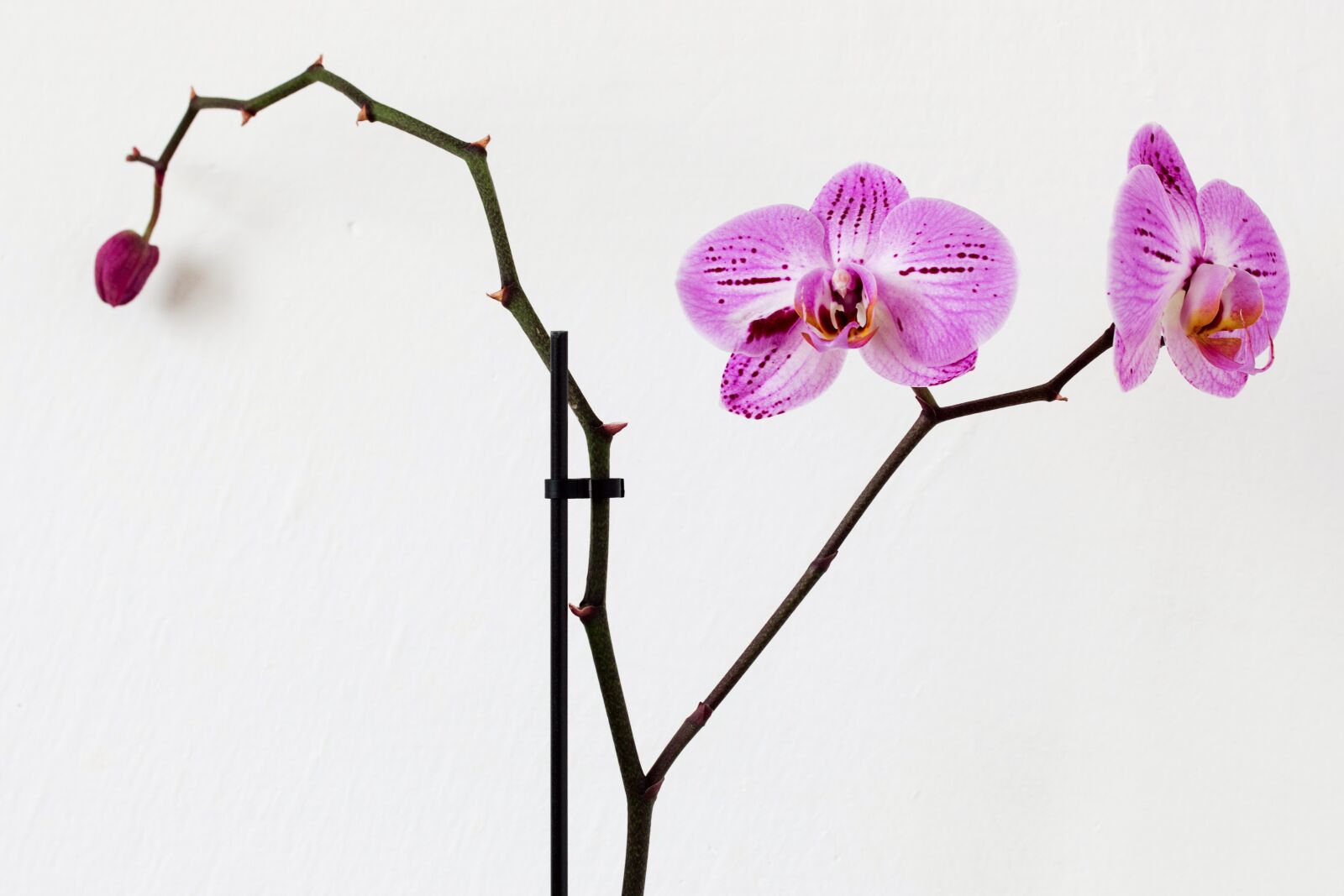 Canon EOS 70D sample photo. Flower, pink, orchid photography