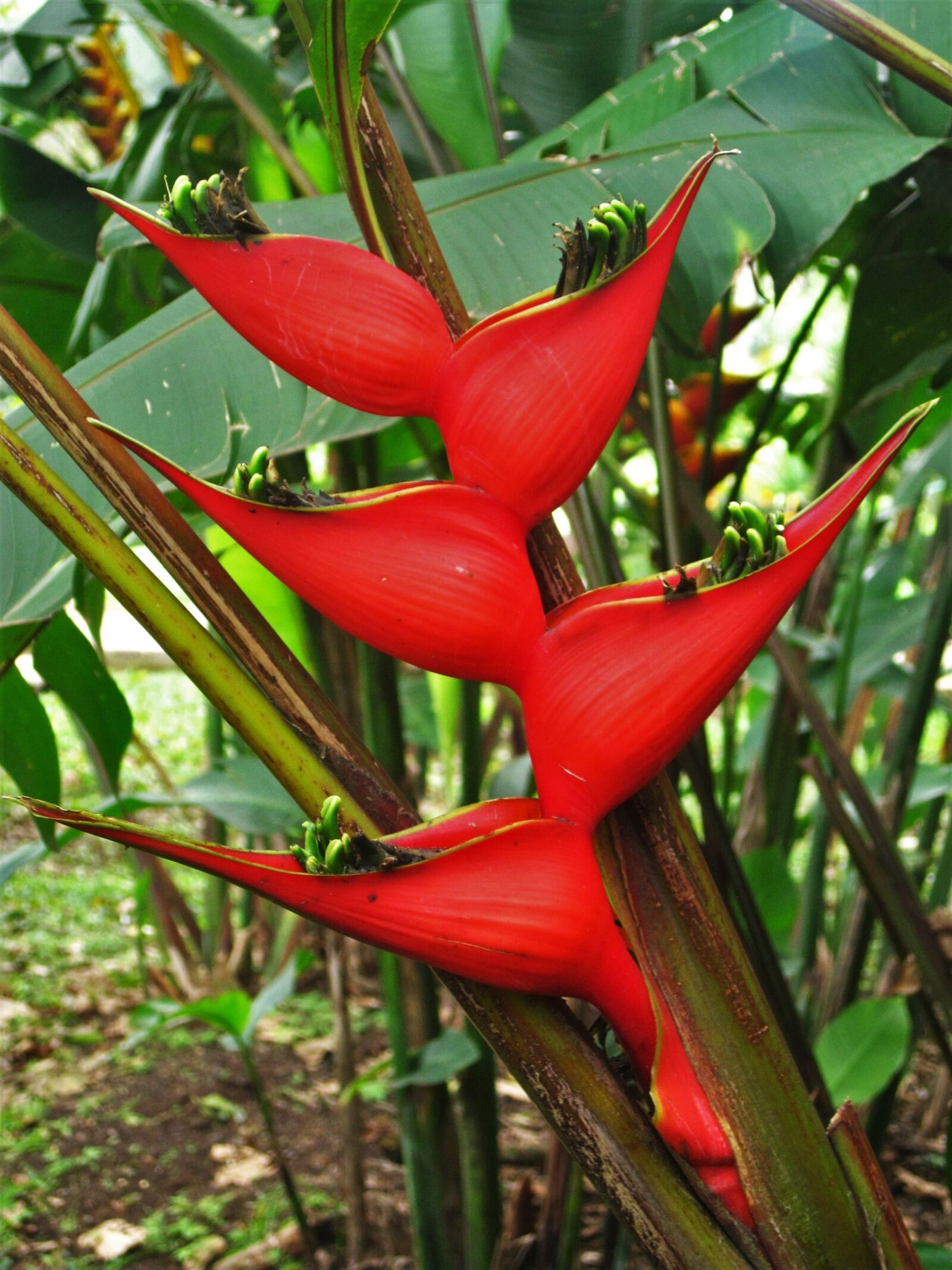 Canon PowerShot SD1200 IS (Digital IXUS 95 IS / IXY Digital 110 IS) sample photo. Caribbean heliconia, red, caribbean photography
