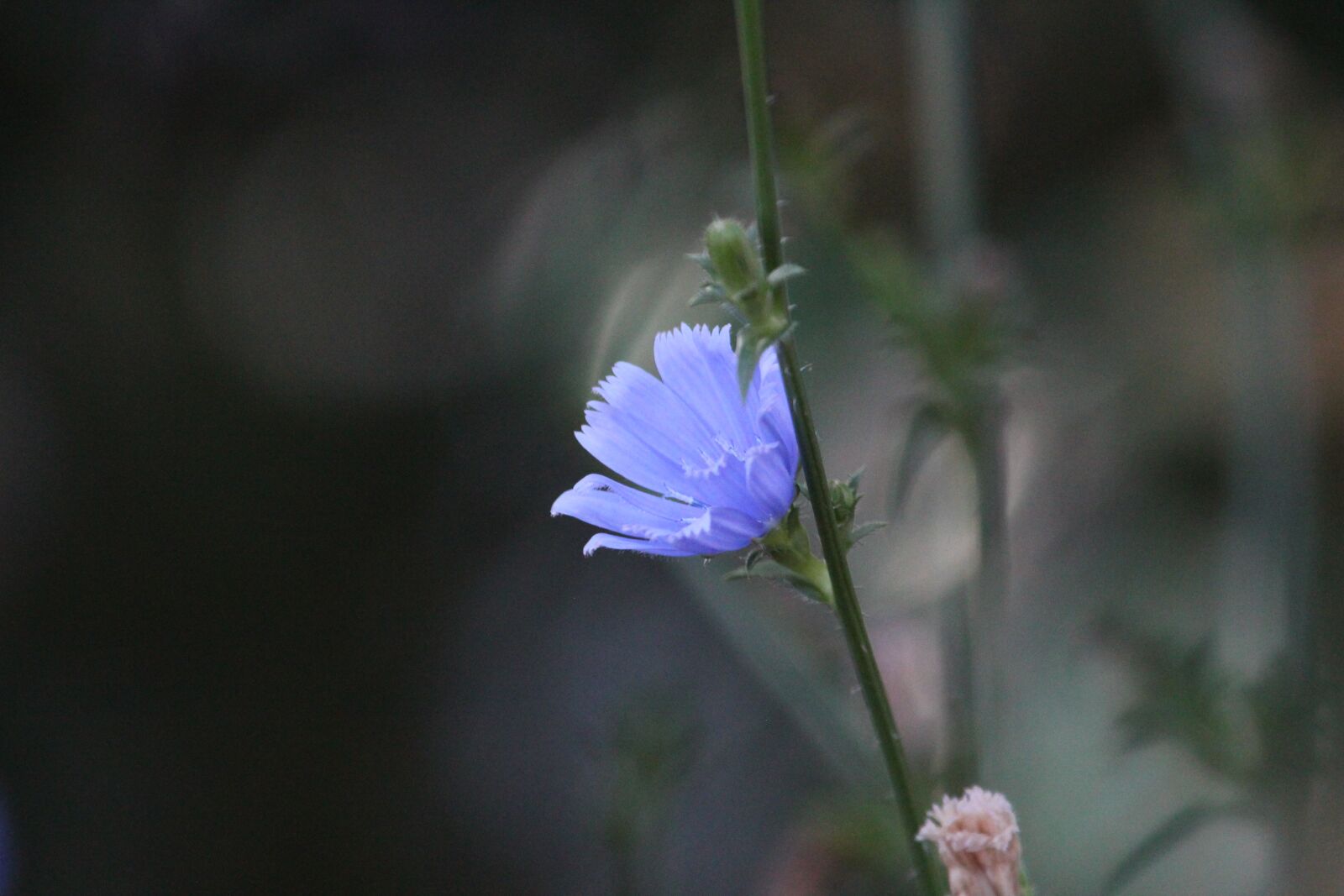 Canon EOS 550D (EOS Rebel T2i / EOS Kiss X4) sample photo. Flower, blue, wild photography