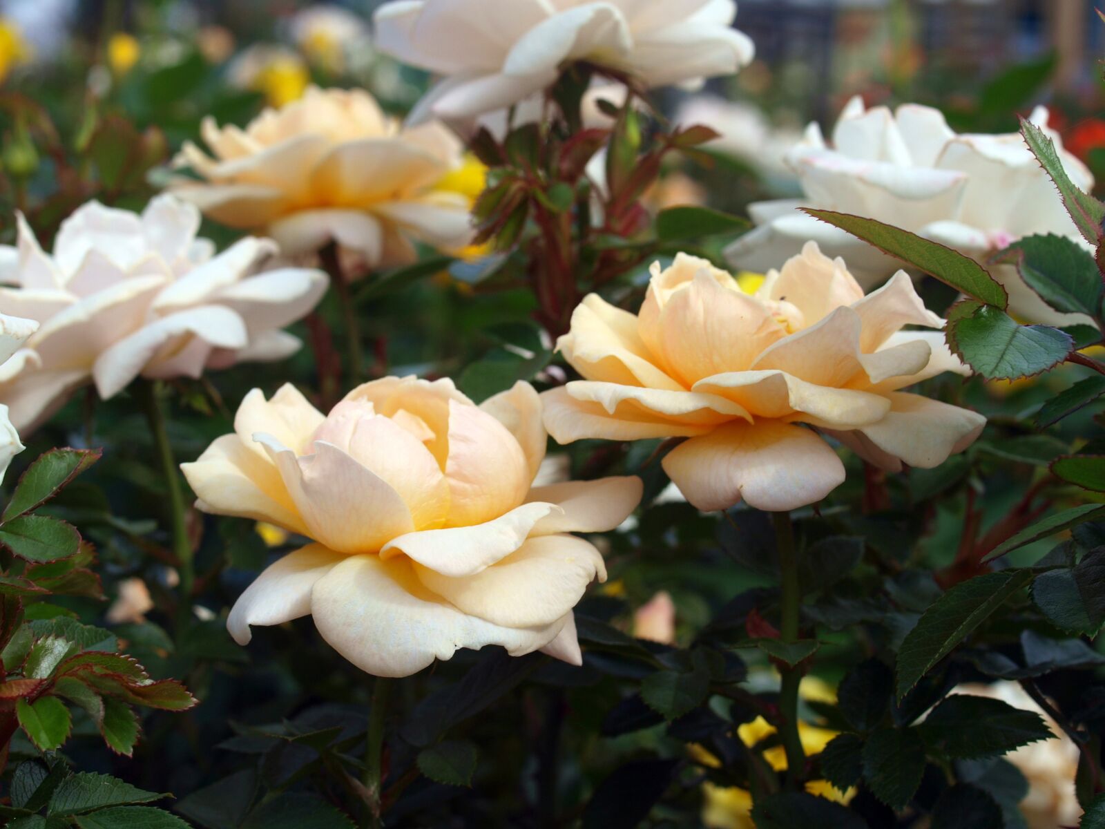 Olympus E-520 (EVOLT E-520) sample photo. Flower, roses, bloom photography