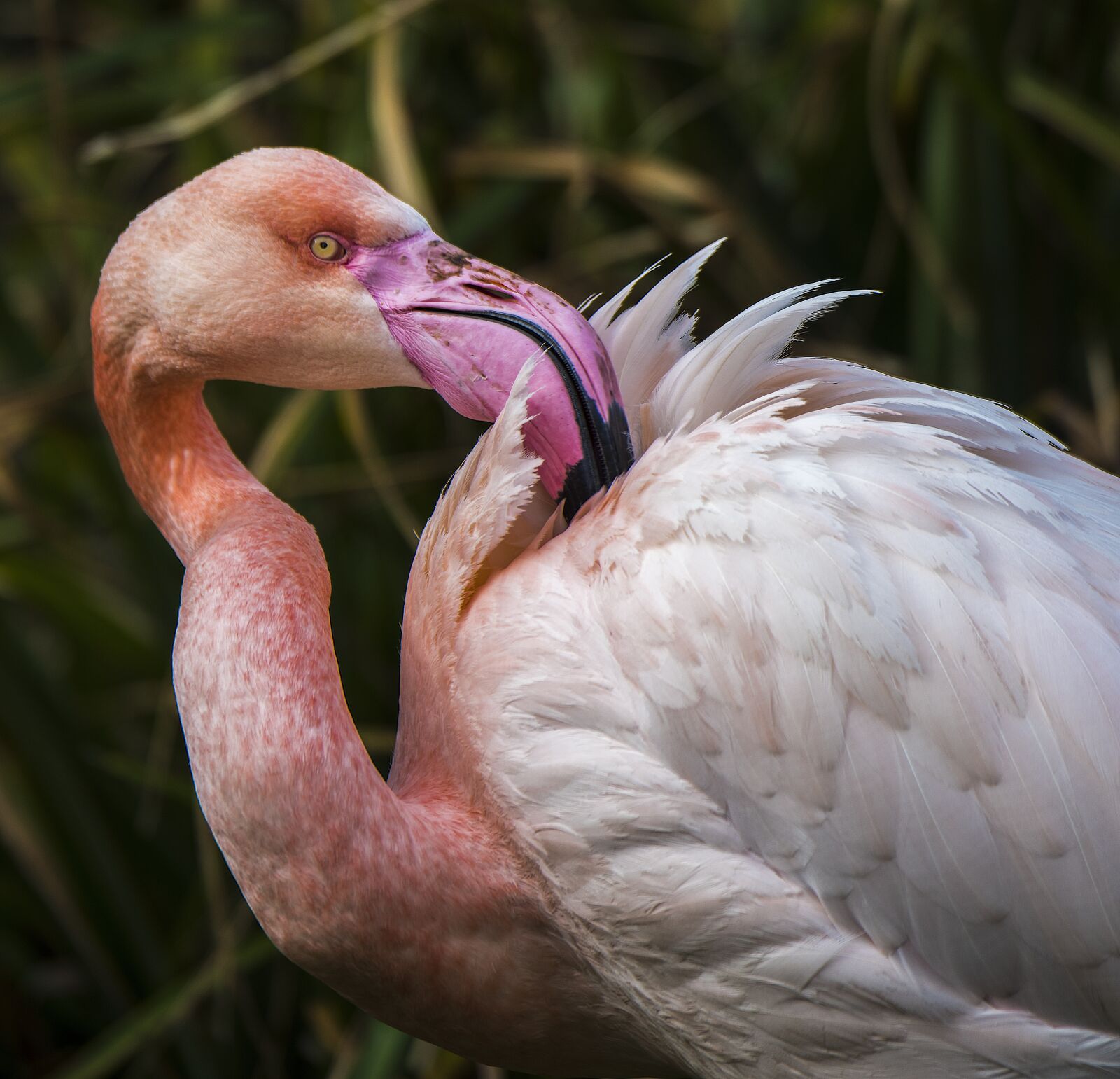Nikon D810 sample photo. Flamingo, exotic, bird photography