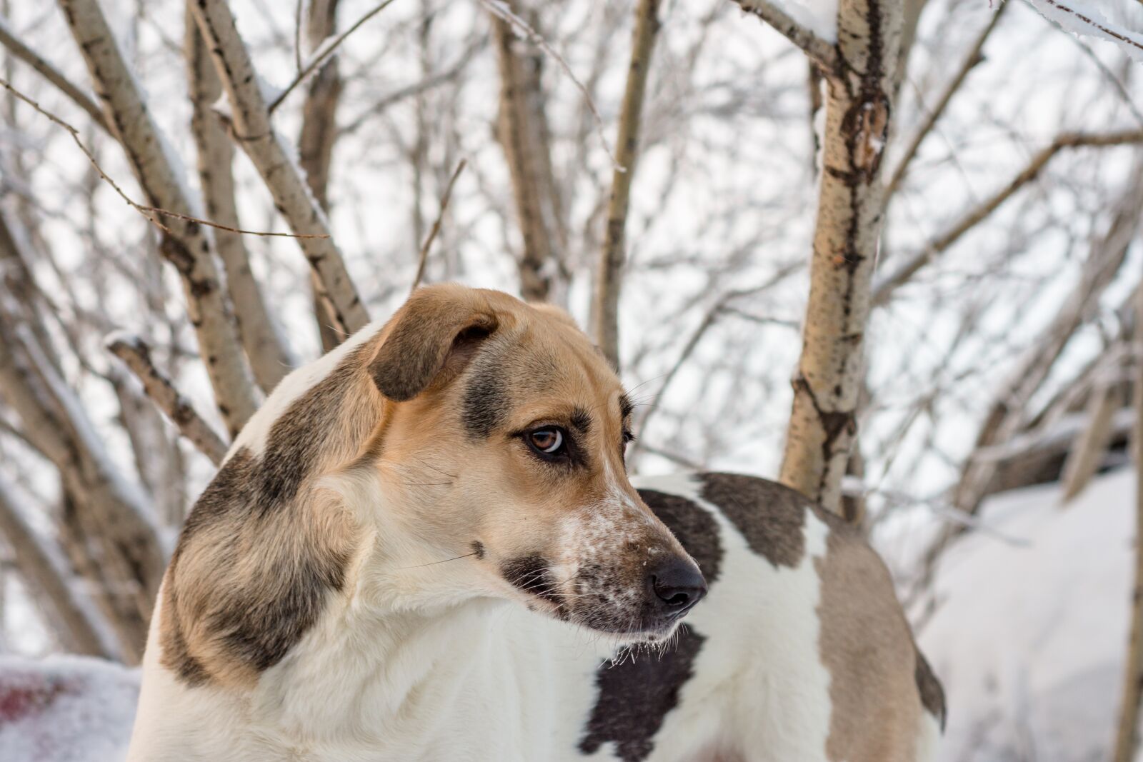 Nikon D7200 sample photo. Dog, winter, day photography