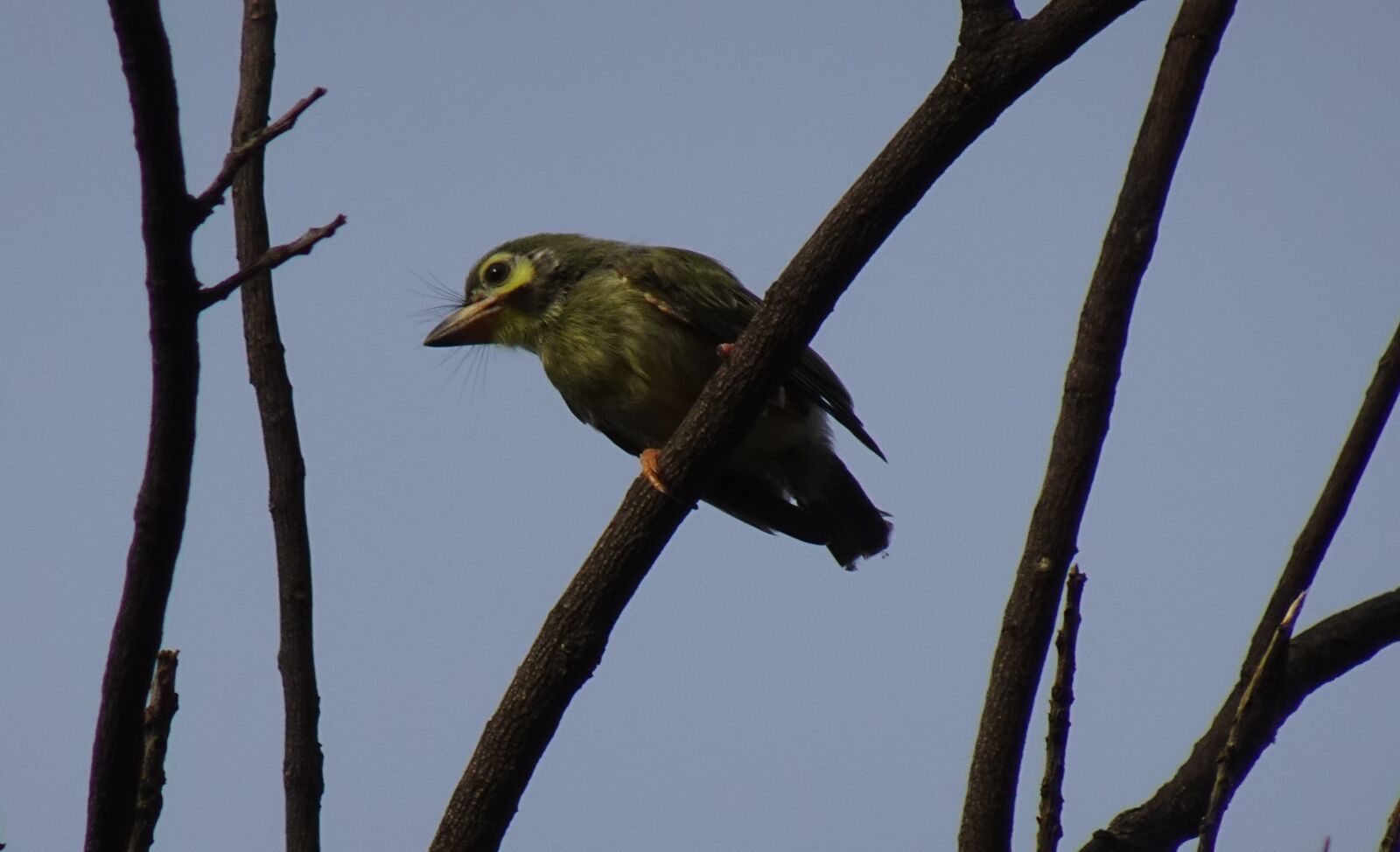 Sony DSC-WX800 sample photo. Bird, barbet, coppersmith photography