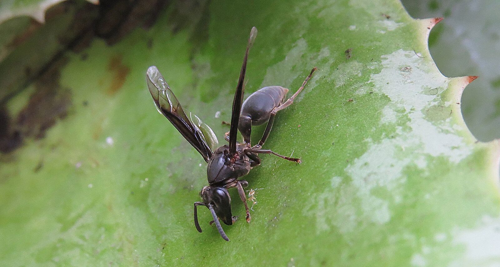 Canon PowerShot SX50 HS sample photo. Insect, nature, animalia photography