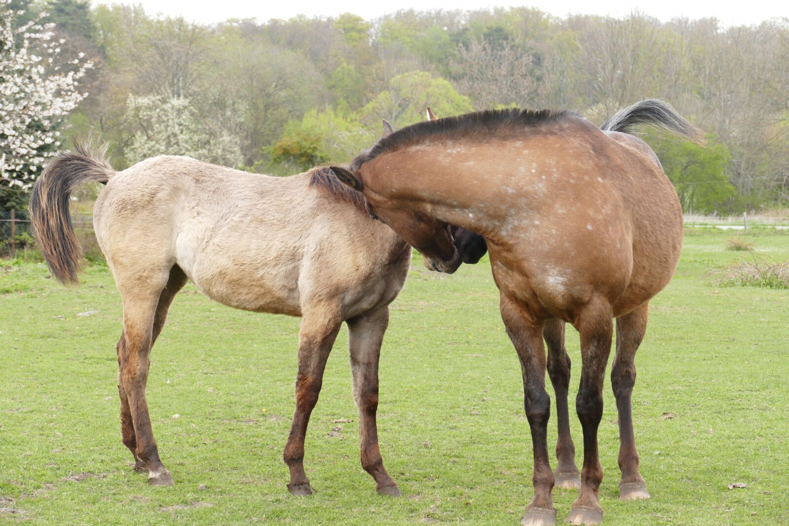 Panasonic Lumix DMC-FZ1000 sample photo. Horses, couple, friendship photography