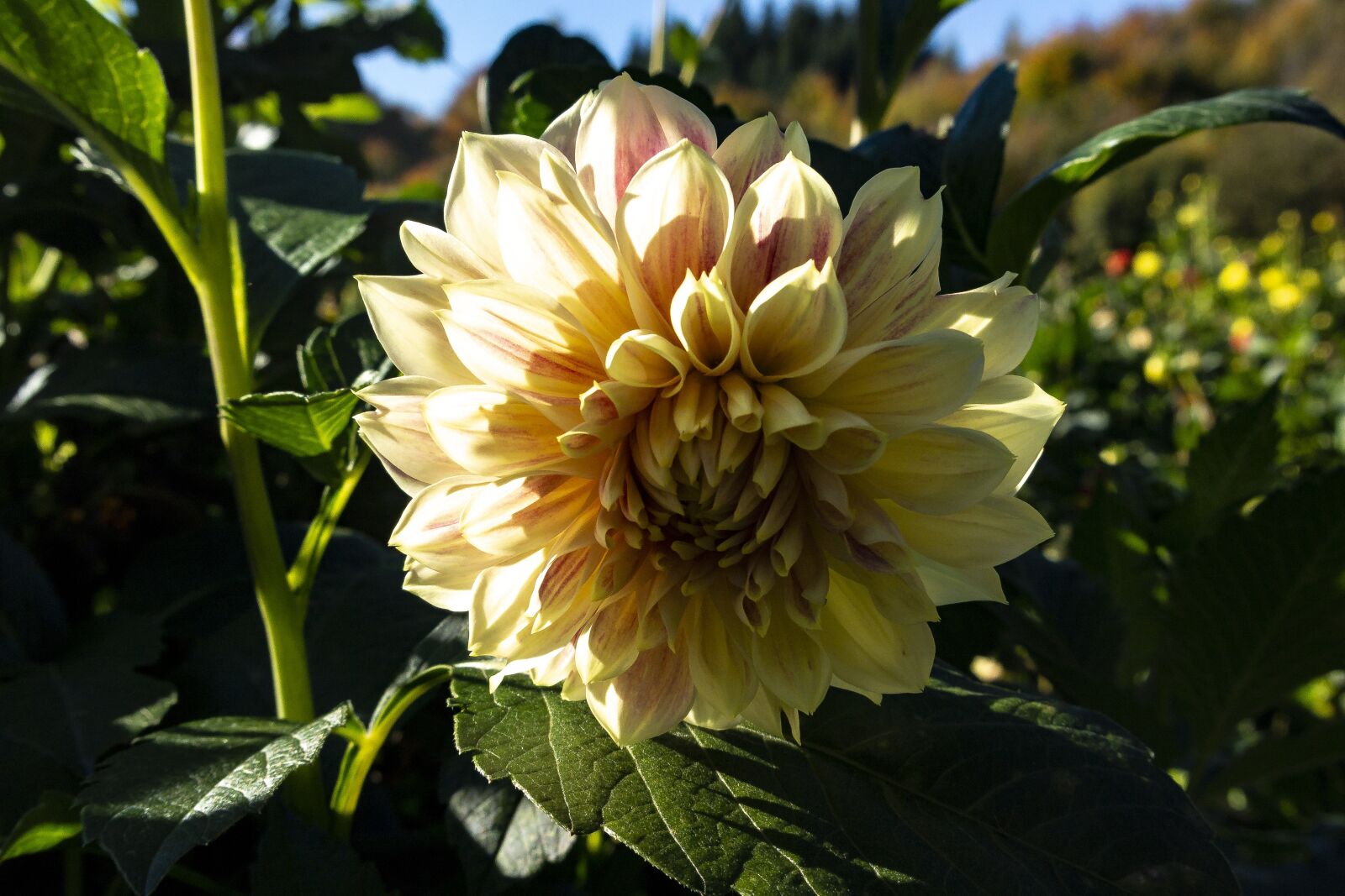 Nikon 1 V2 sample photo. Flower, golden autumn photography
