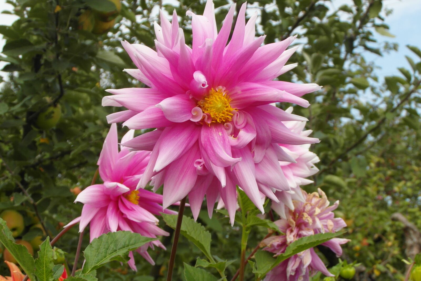 Samsung WB750 sample photo. Dahlias, garden, flower photography