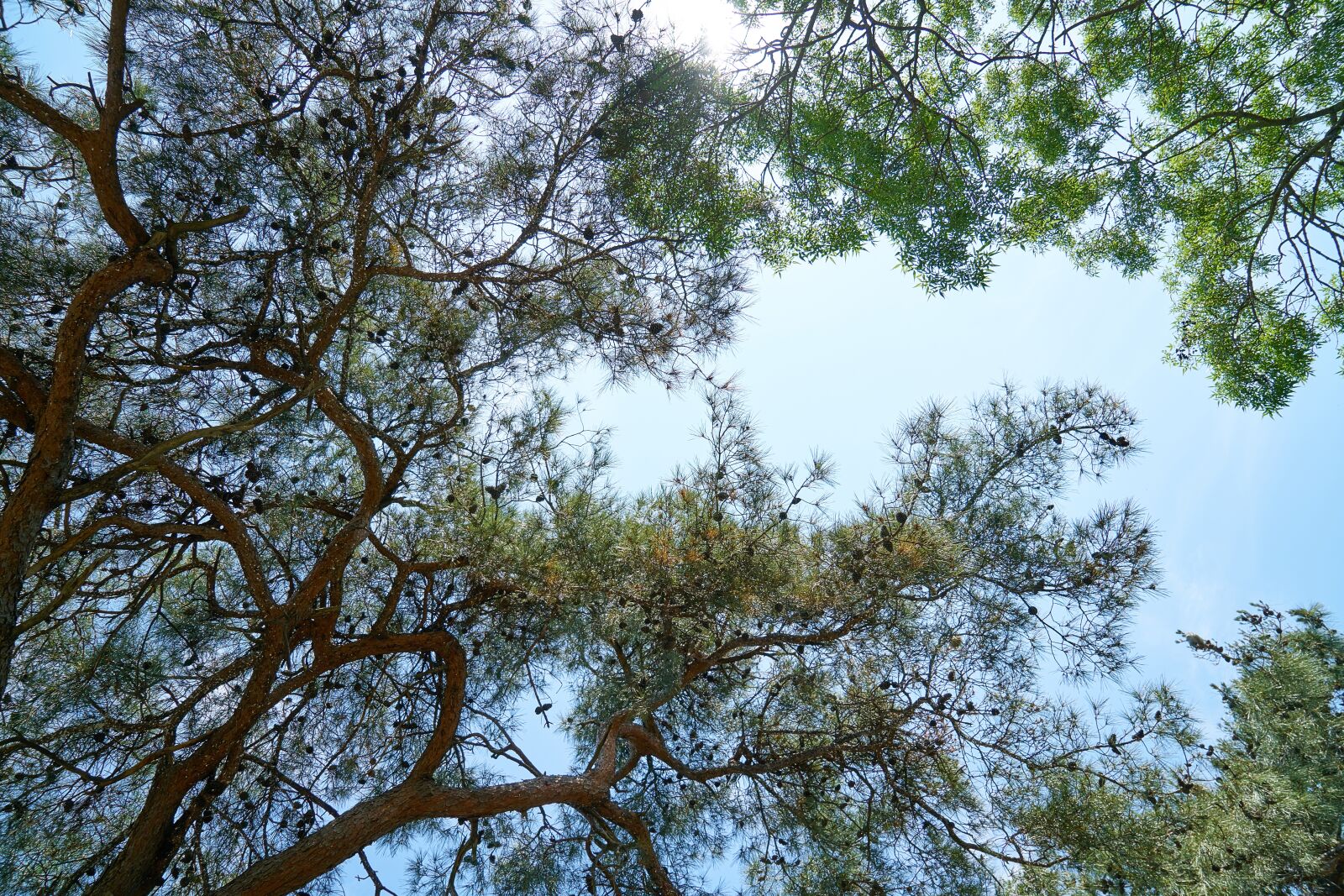 Sony a7R II + Sony Vario Tessar T* FE 24-70mm F4 ZA OSS sample photo. Tree, branches, the leaves photography