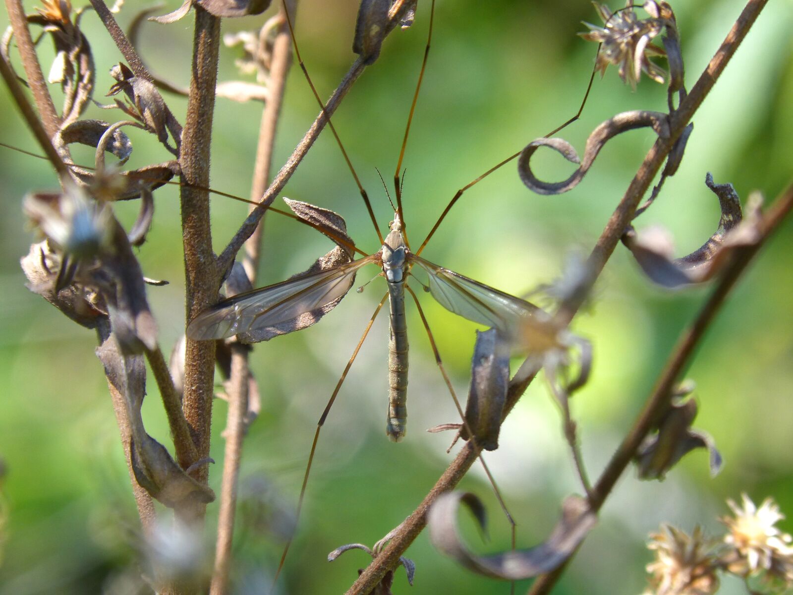 Panasonic DMC-FZ62 sample photo. T pula, mosquito, wild photography