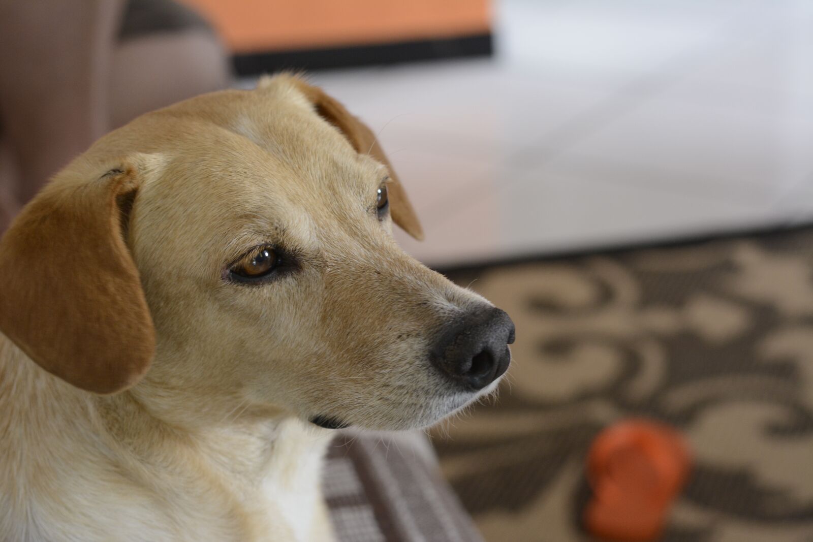 Nikon D7100 sample photo. Dog, pose, animal photography