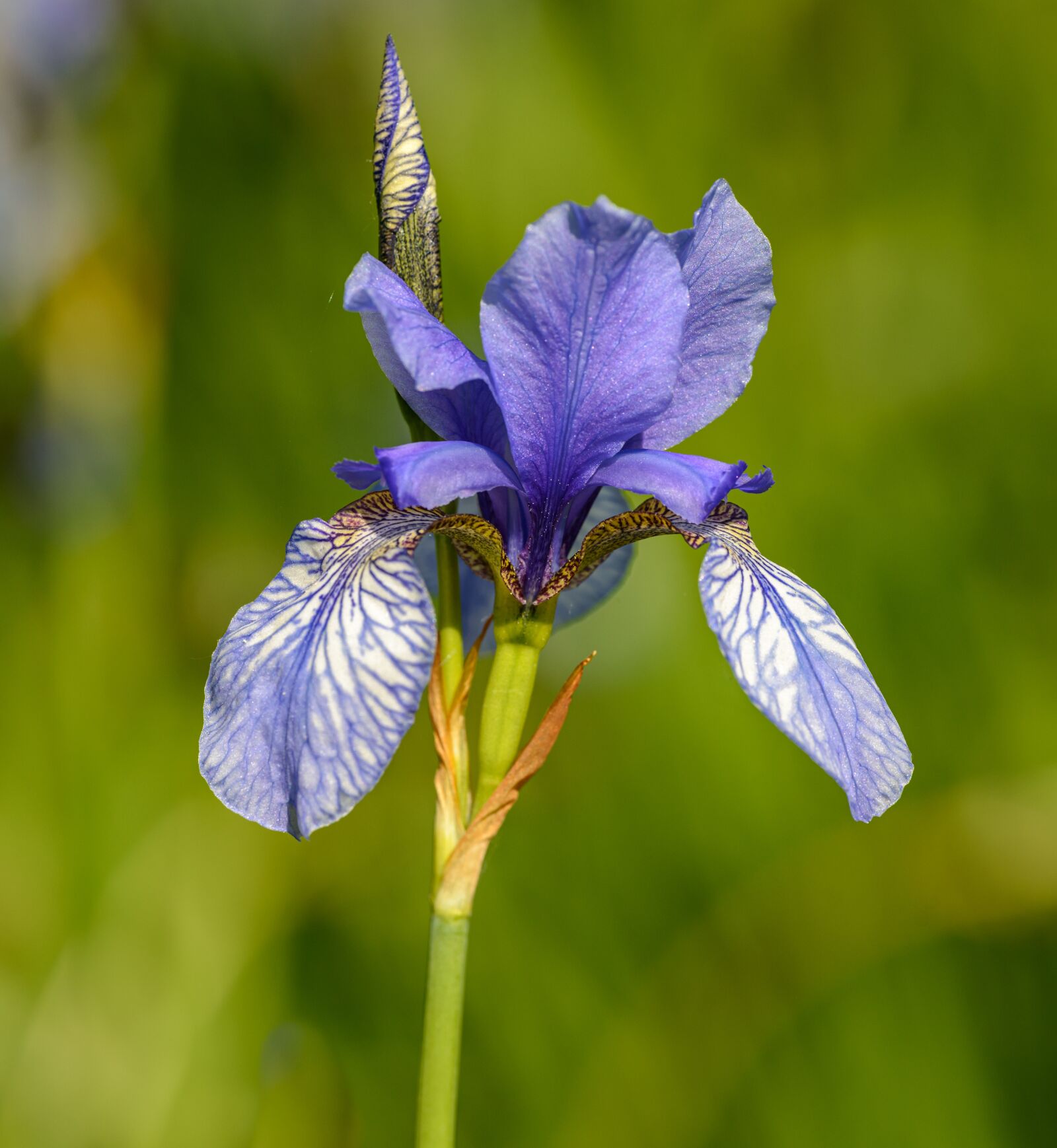 Nikon D800E sample photo. Iris, flower, violet photography