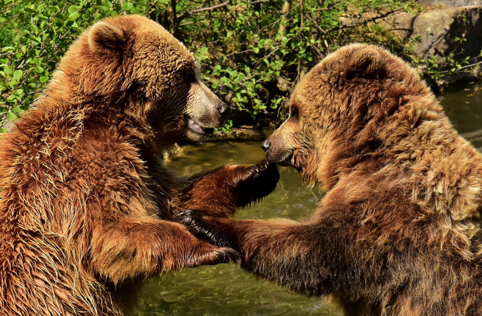 Nikon D7200 sample photo. European brown bear, play photography