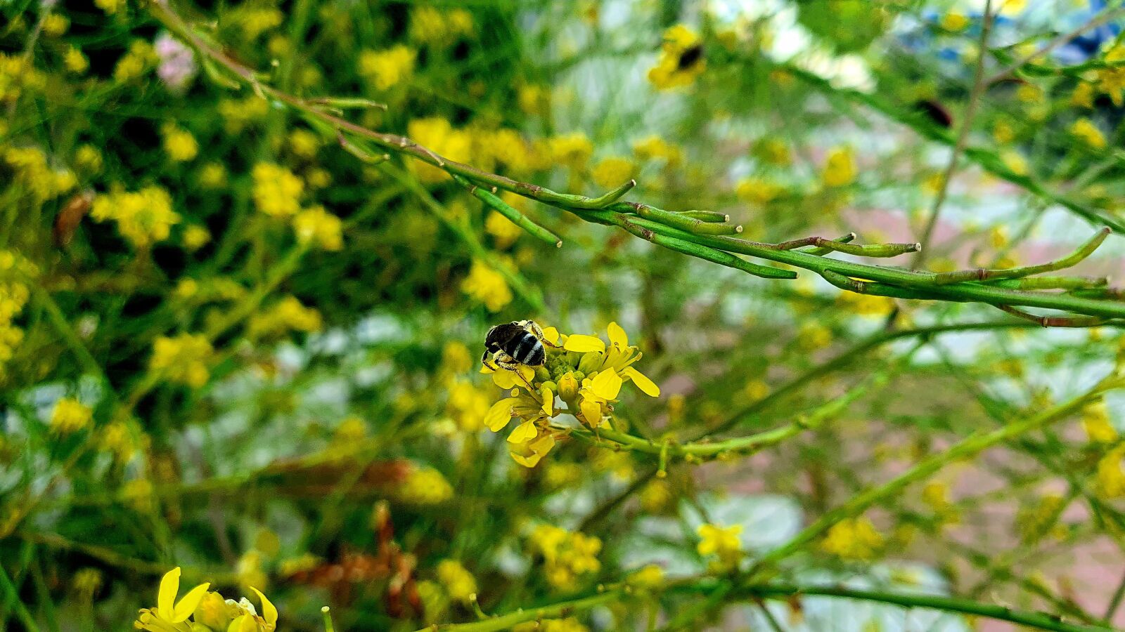 Samsung Galaxy S10e sample photo. Bee, pollen, yellow photography