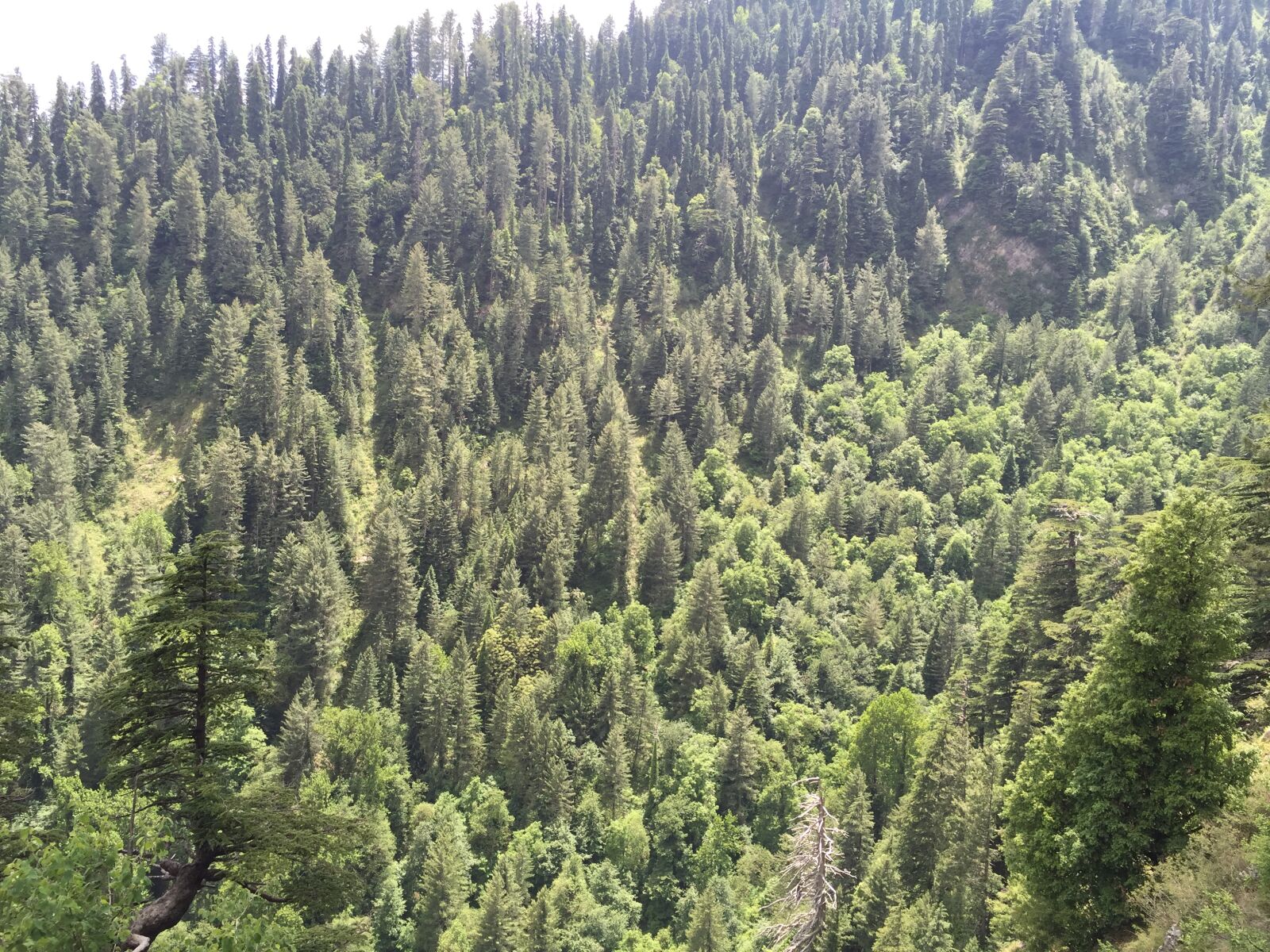 iPhone 6 Plus back camera 4.15mm f/2.2 sample photo. Ayubia, pakistan photography