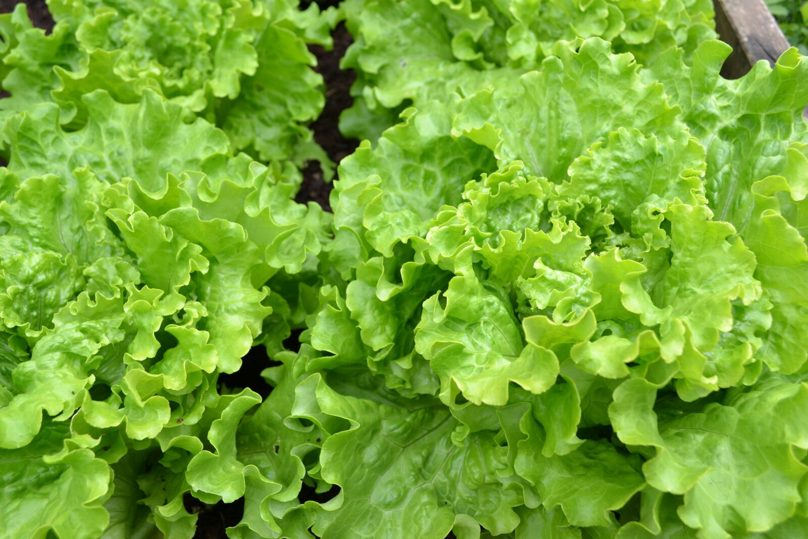 Nikon D3100 sample photo. Green, lettuce, batavia photography