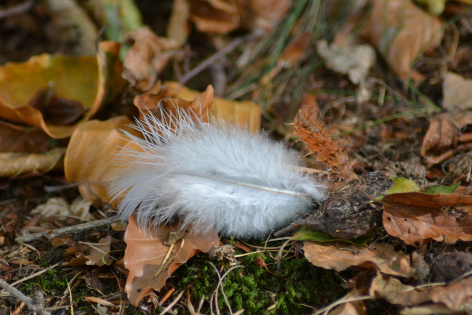 Nikon D3100 sample photo. Bird, feather, foliage, forest photography