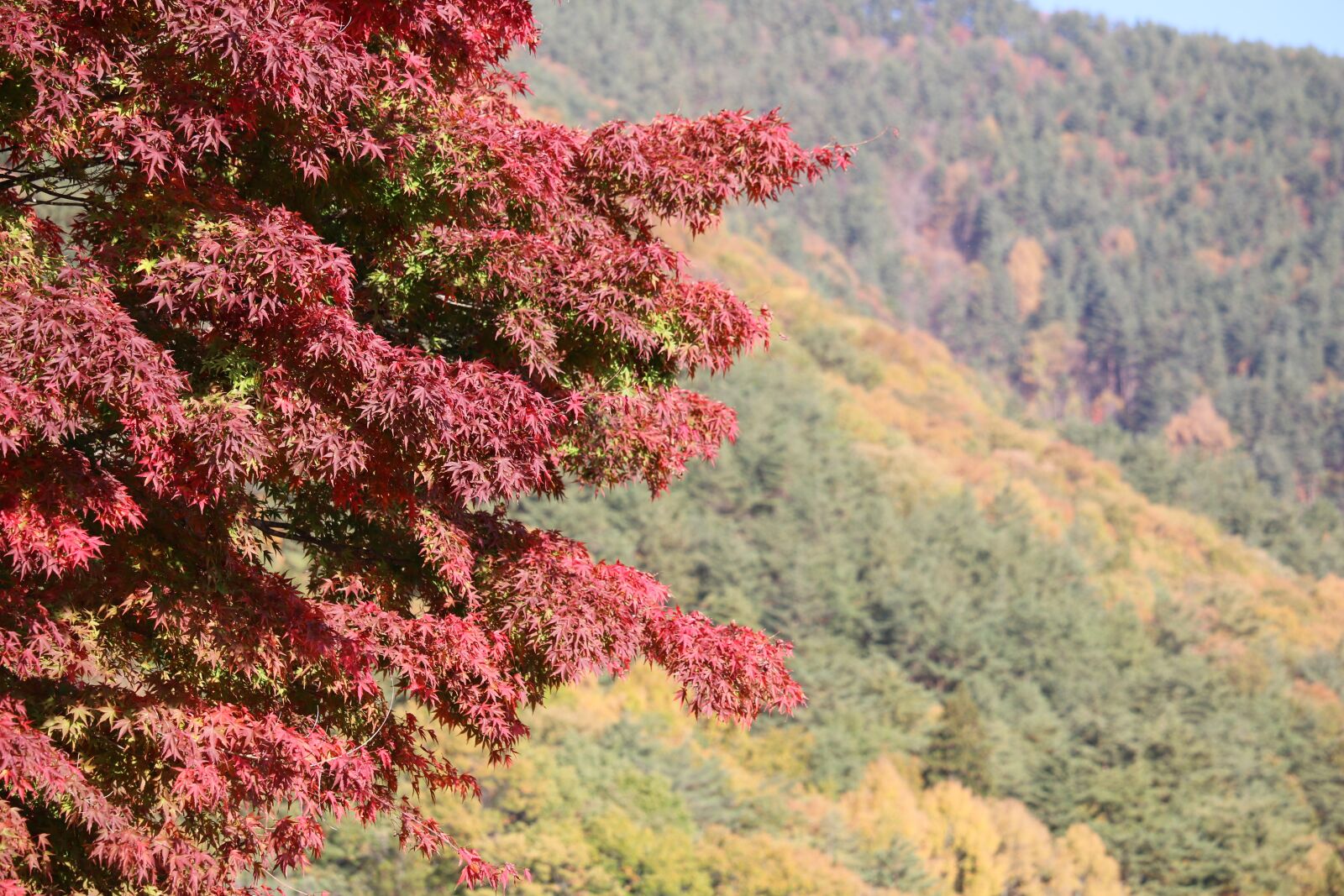 Canon EOS 70D + Canon EF-S 55-250mm F4-5.6 IS STM sample photo. Scene, tree, japan photography