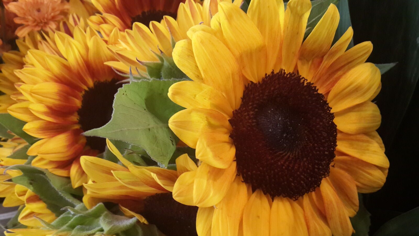 Samsung Galaxy S4 sample photo. Flowers, sunflowers, yellow photography