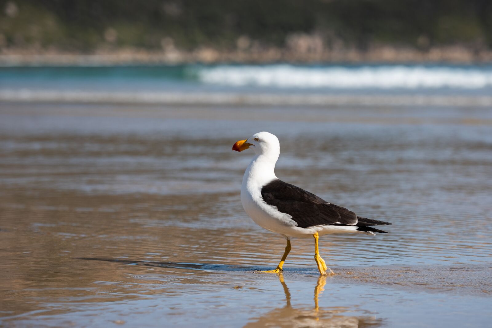 Nikon D750 sample photo. Gull, seagull, pacific gull photography