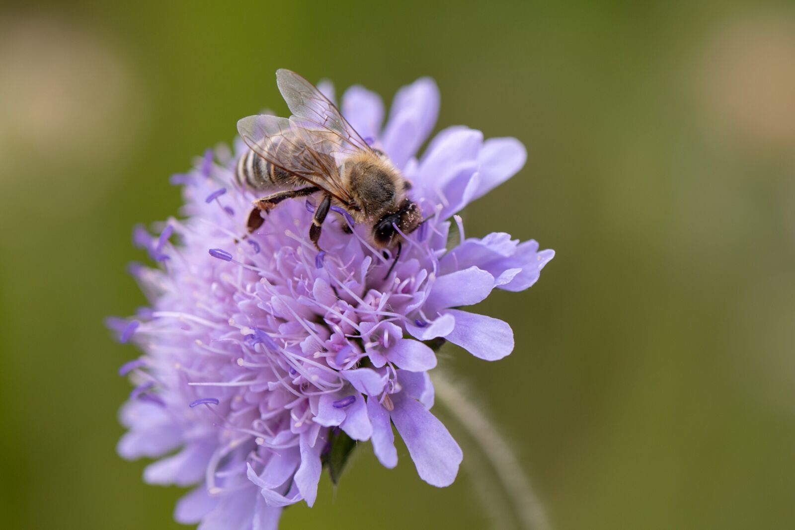 Canon EOS RP sample photo. Bee, nectar, insect photography