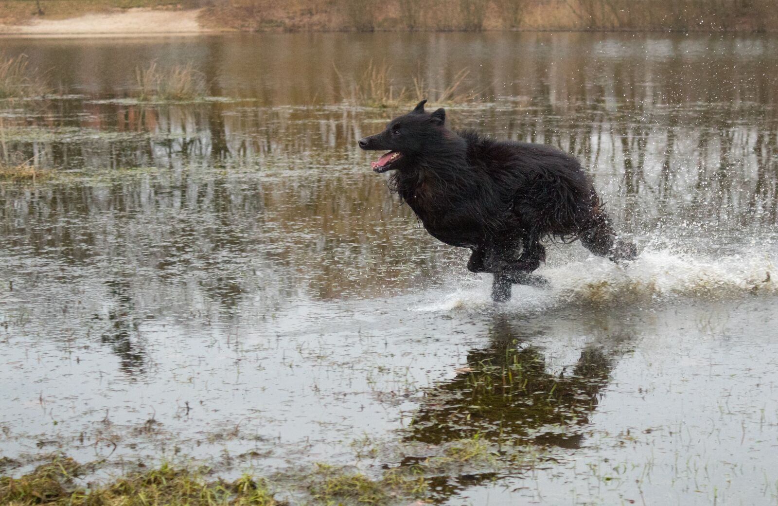 Canon EOS 1300D (EOS Rebel T6 / EOS Kiss X80) sample photo. Dog, nature, racing photography