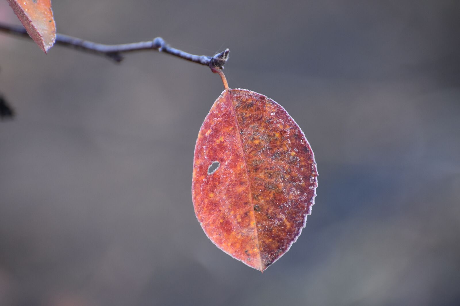 Nikon D3400 sample photo. Autumn, leann, frost photography