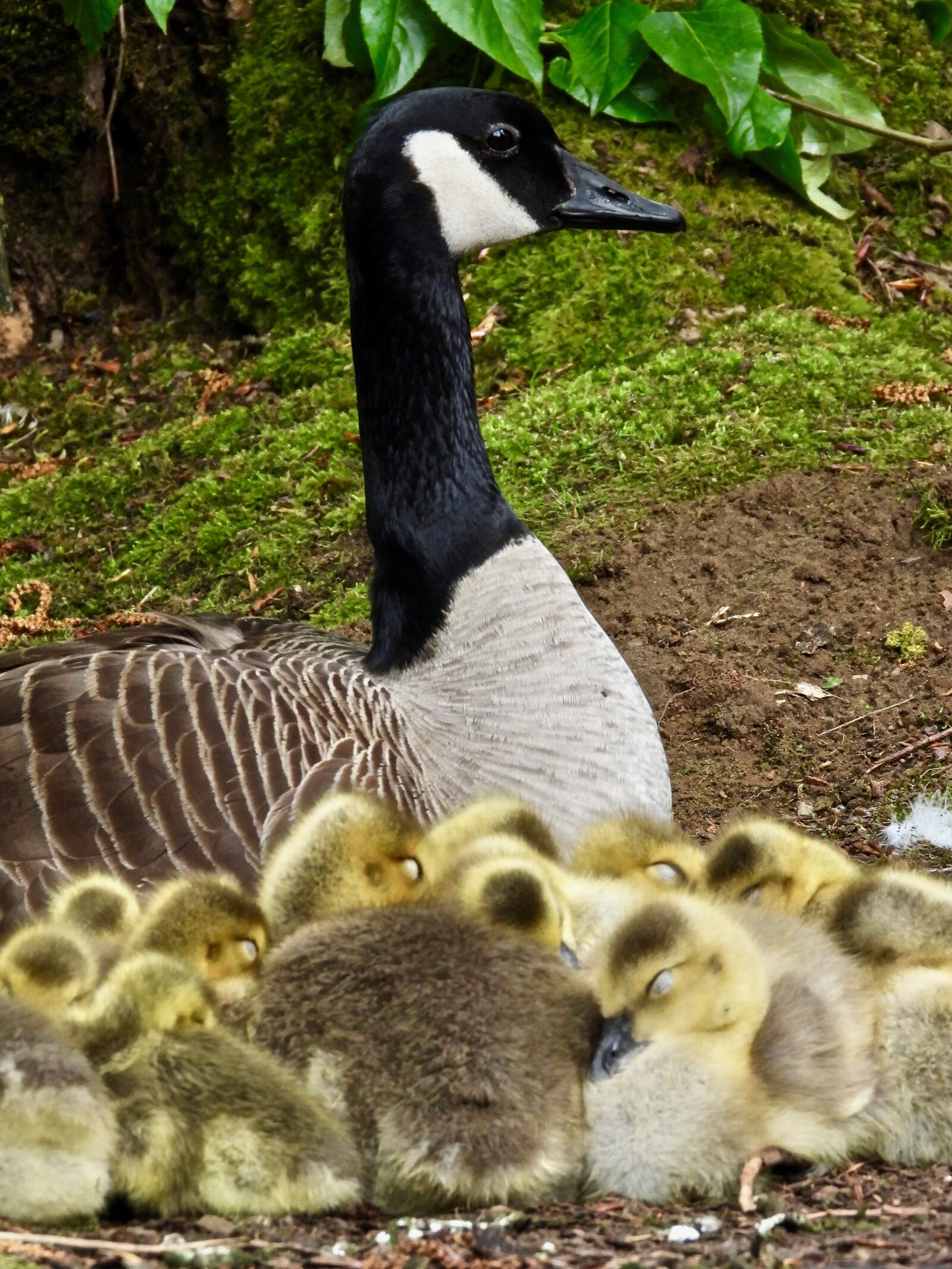Nikon Coolpix P1000 sample photo. Goose, goslings, chicks photography
