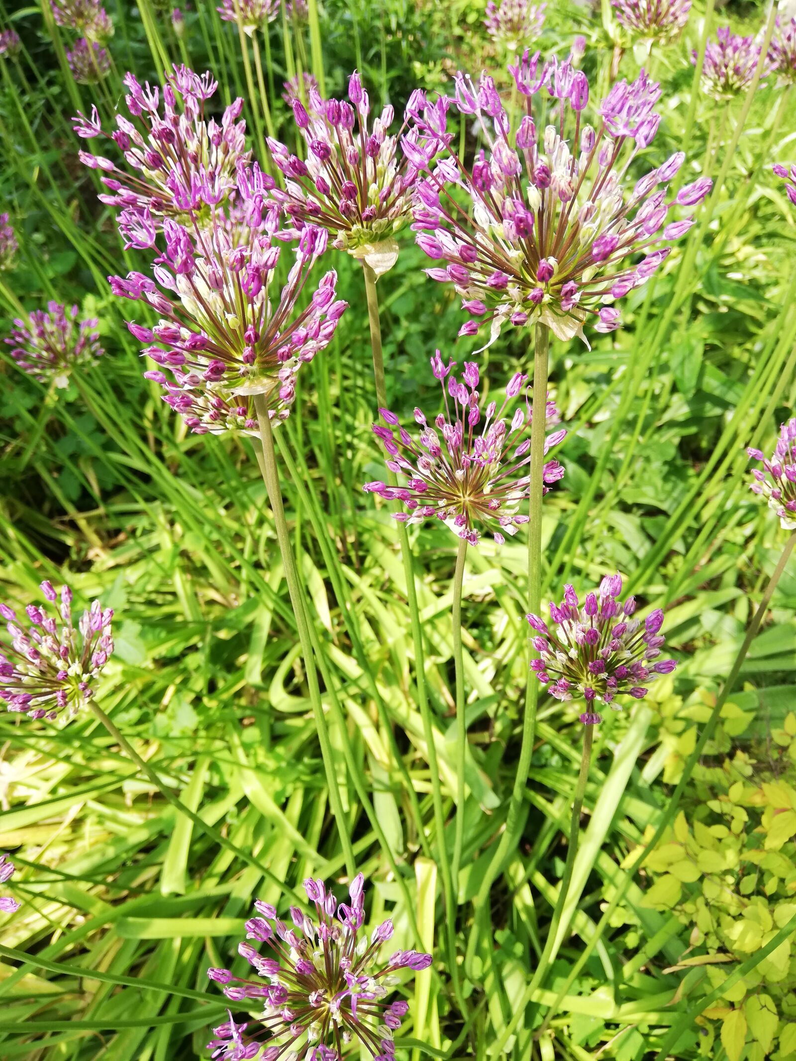 HUAWEI P20 lite sample photo. Flowers, purple, day photography