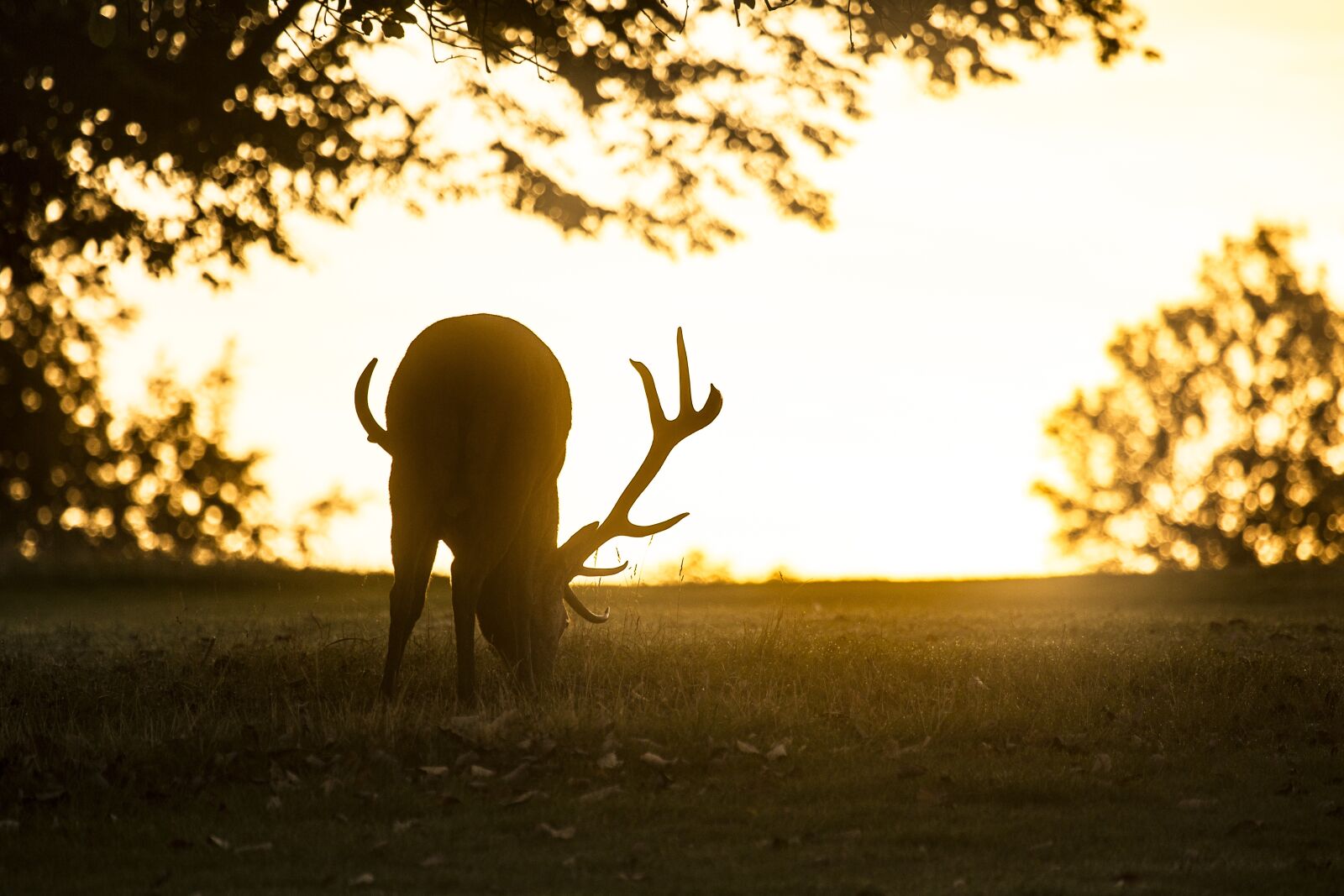 Canon EF 100-400mm F4.5-5.6L IS USM sample photo. Stag, red deer, deer photography