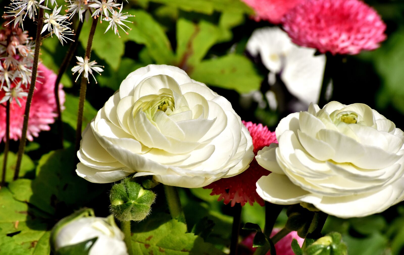 Nikon D7200 sample photo. Ranunculus, ranunculus flower, blossom photography