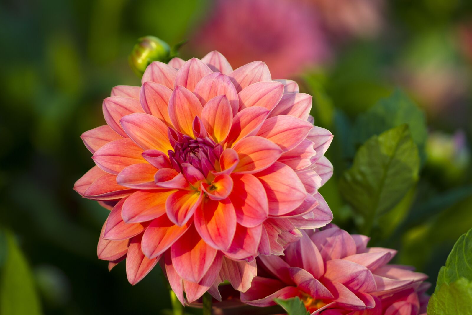 Canon EOS 7D sample photo. Dahlia, blossom, bloom photography