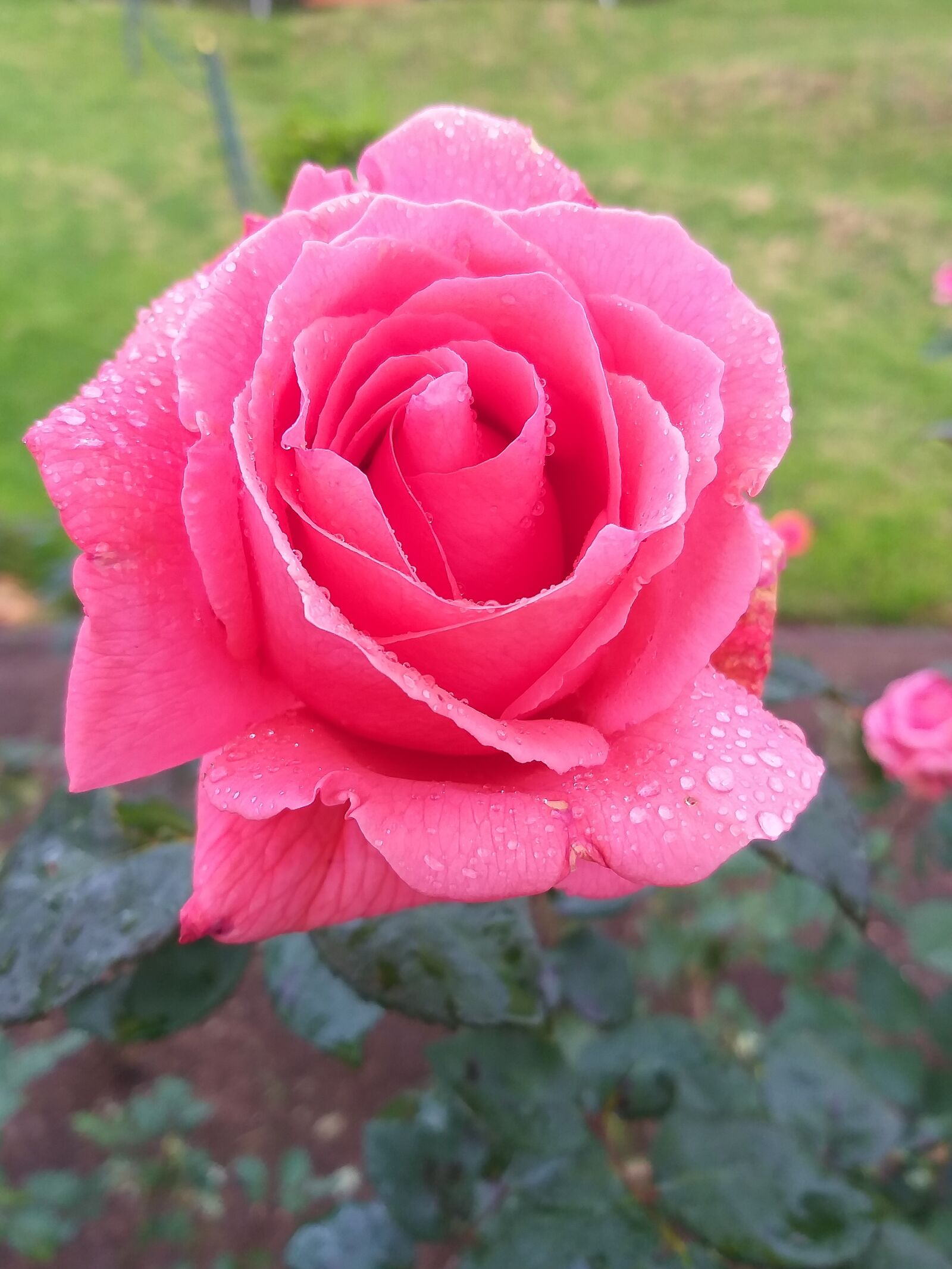 Samsung Galaxy J8 sample photo. Rose, flower, bloom photography