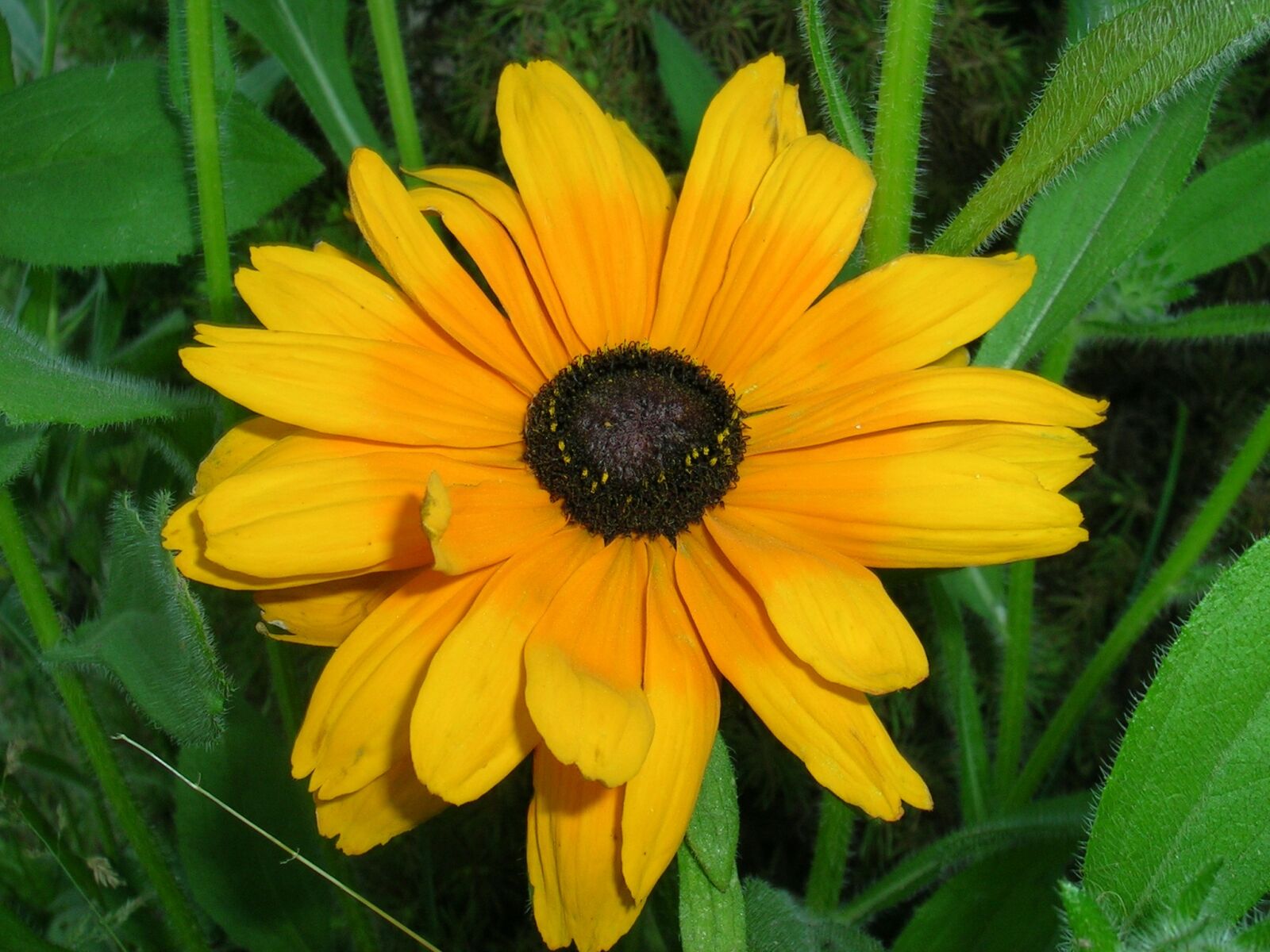 Nikon E3700 sample photo. Small flower, sunflower, grass photography