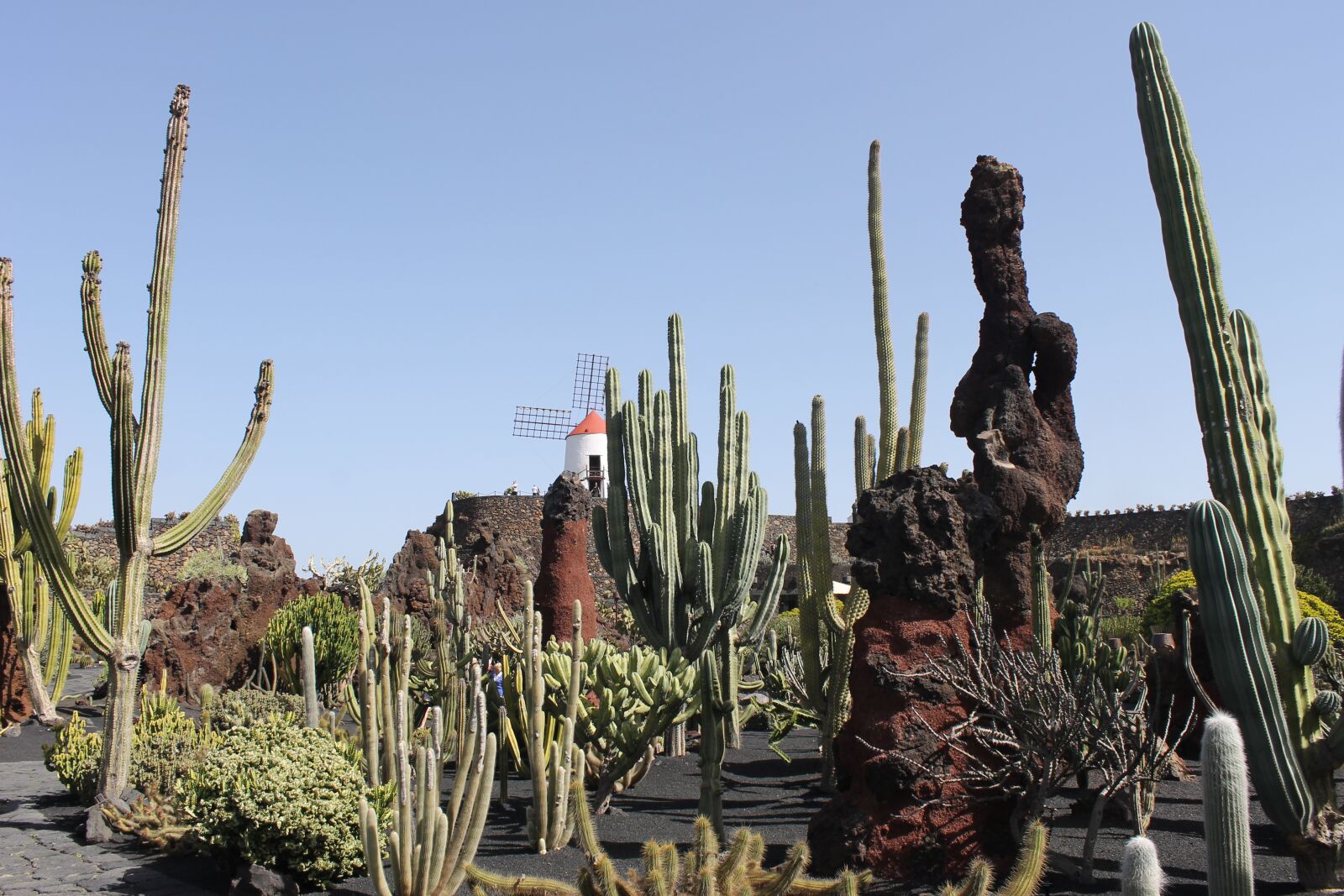 Canon EOS 1100D (EOS Rebel T3 / EOS Kiss X50) sample photo. Lanzarote, cactus, spain photography