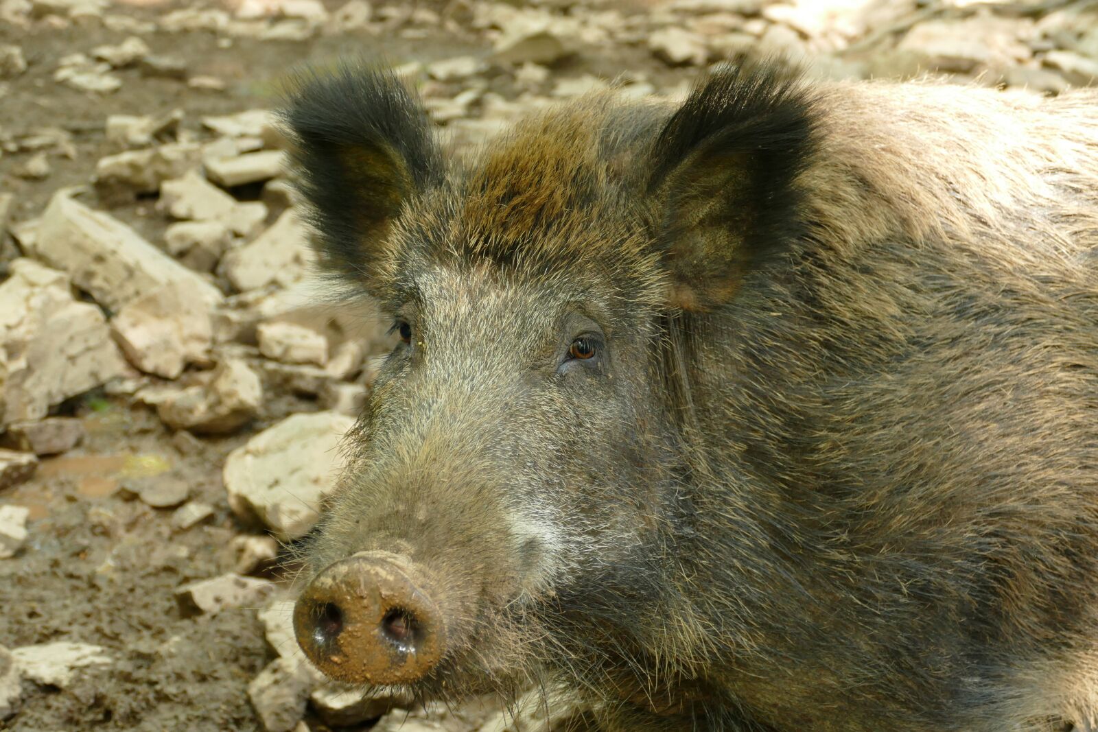 Panasonic Lumix DMC-FZ1000 sample photo. Hog, sus scrofa, ever photography