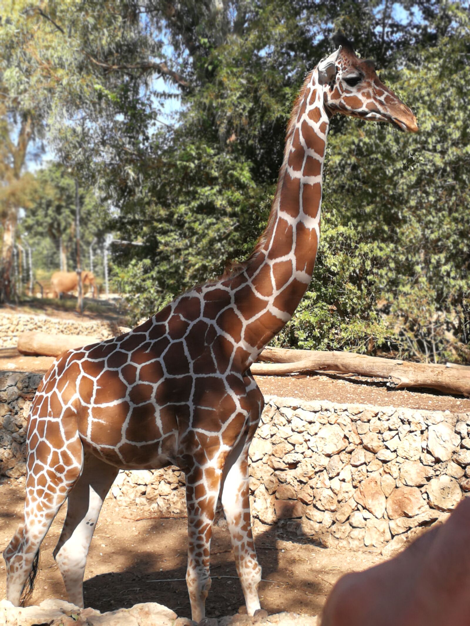 HUAWEI P10 sample photo. Giraffe, giraffes, zoo photography